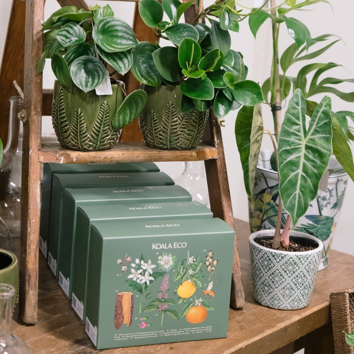 Koala Eco Gift Collection