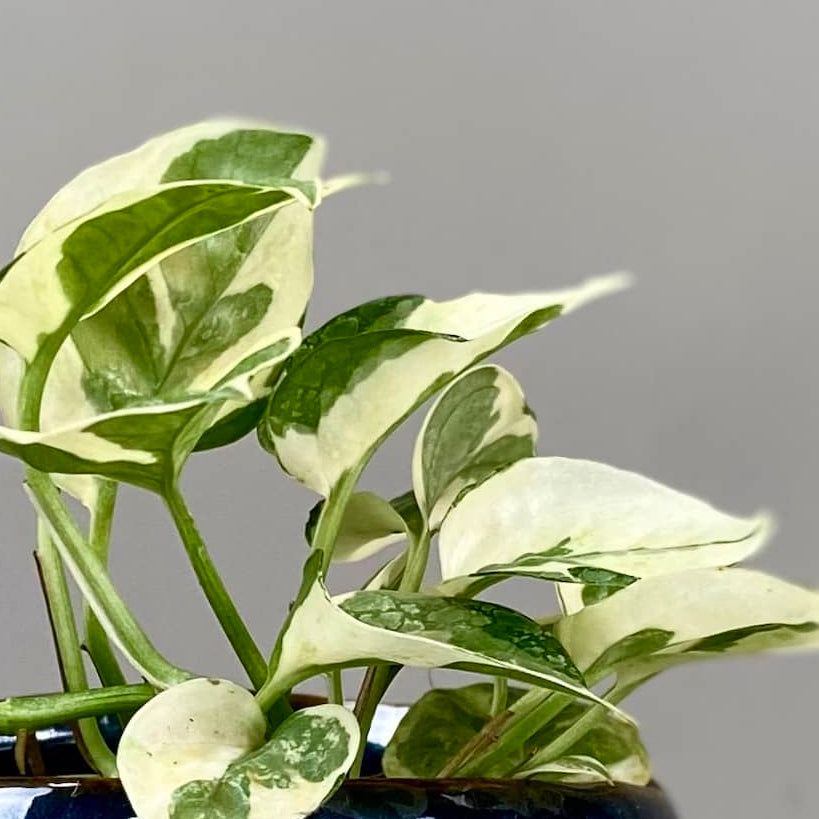 Pot Plant + Candle & Linen Spray