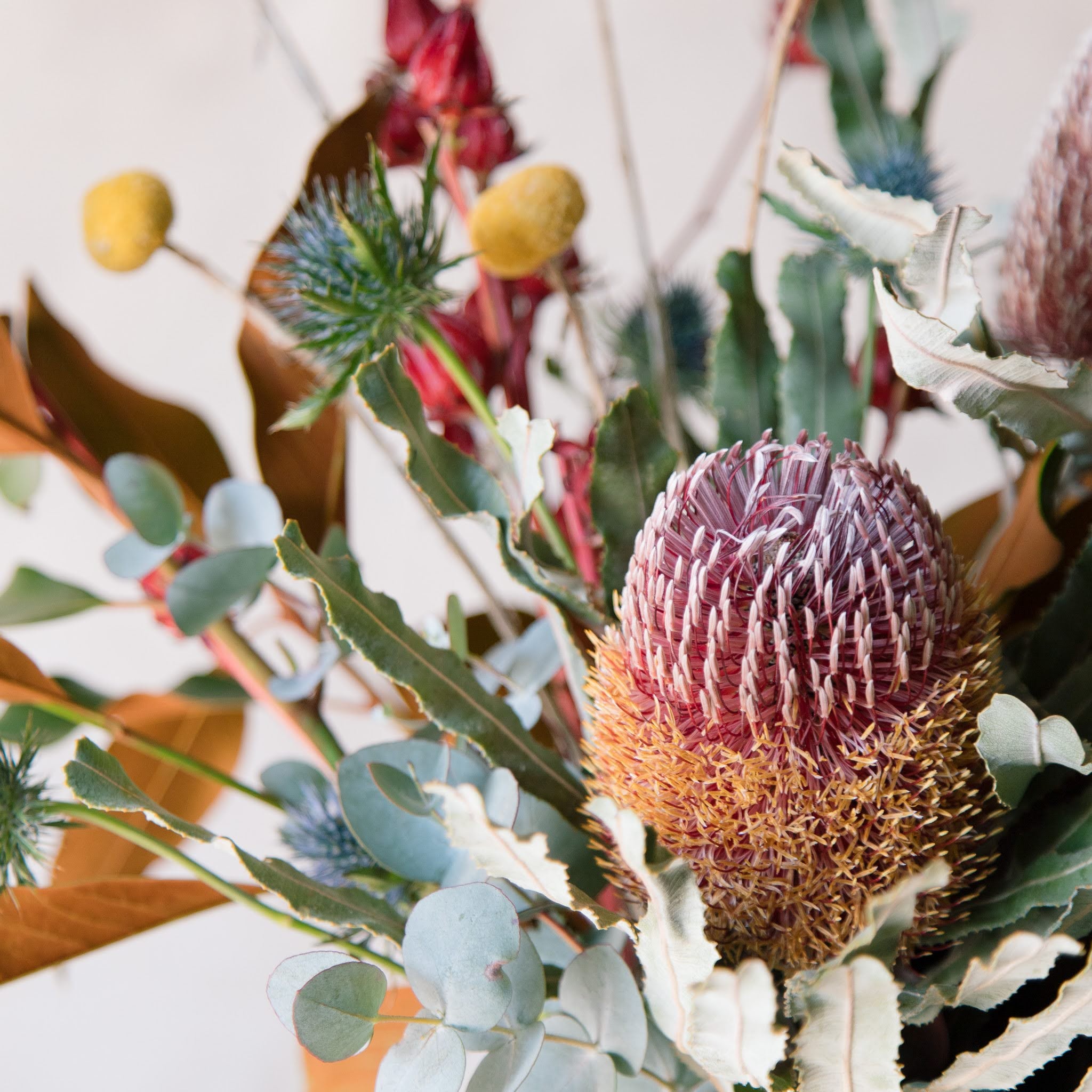 banksias and billy buttons native flowers