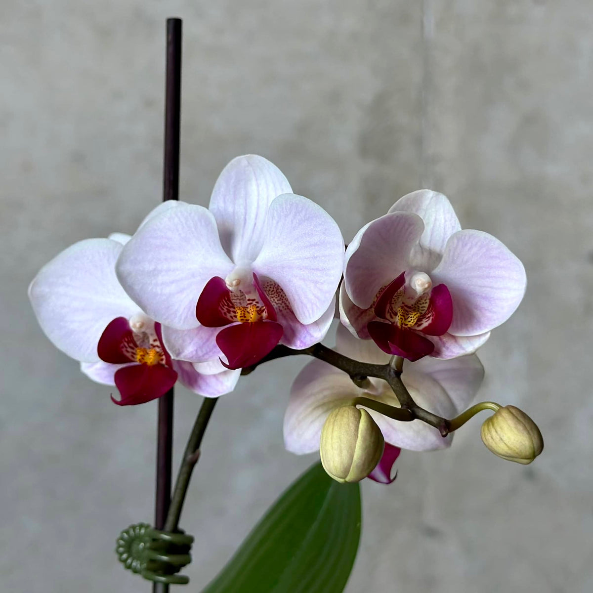 Orchid in White Planter