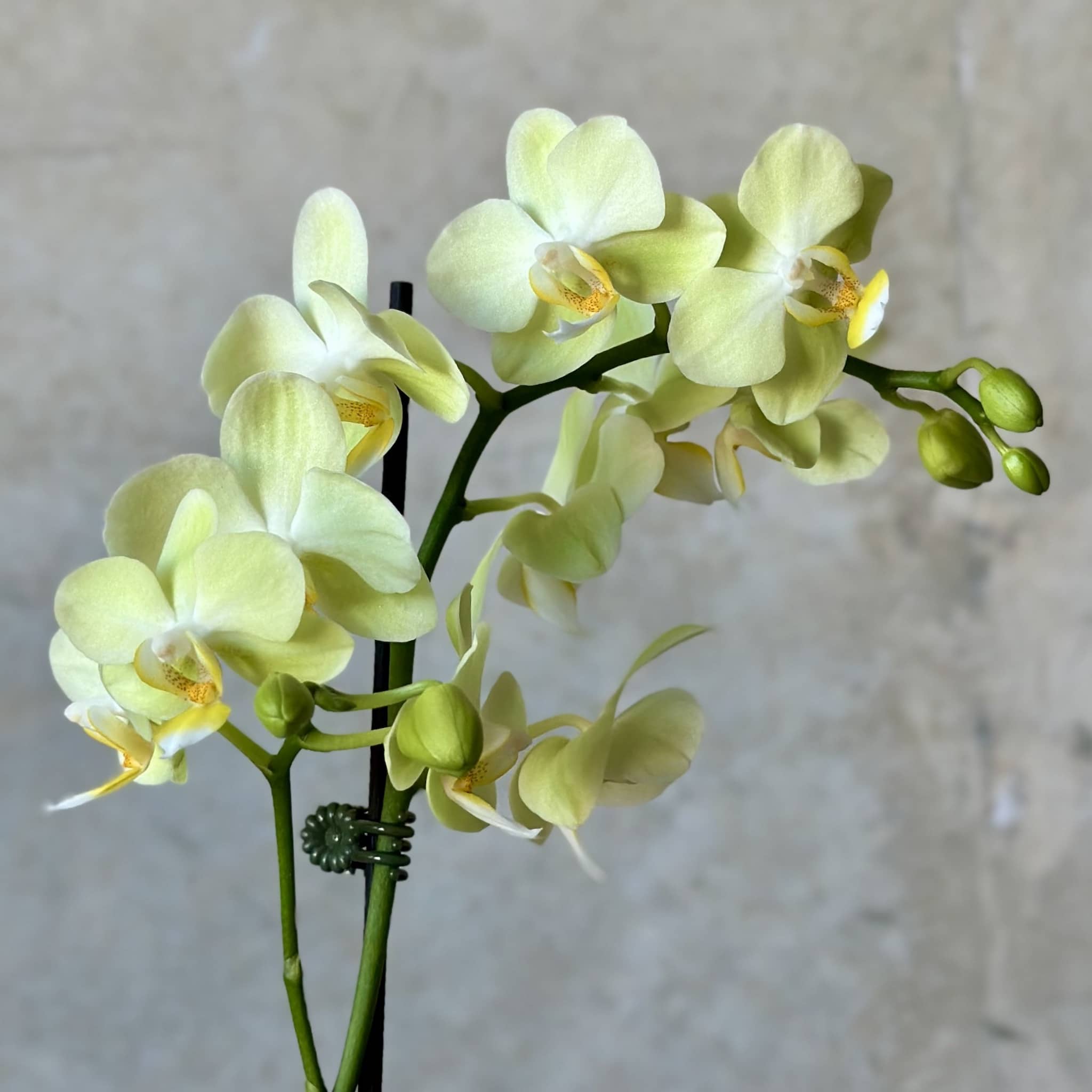 Mini Orchid Plant + Chocs