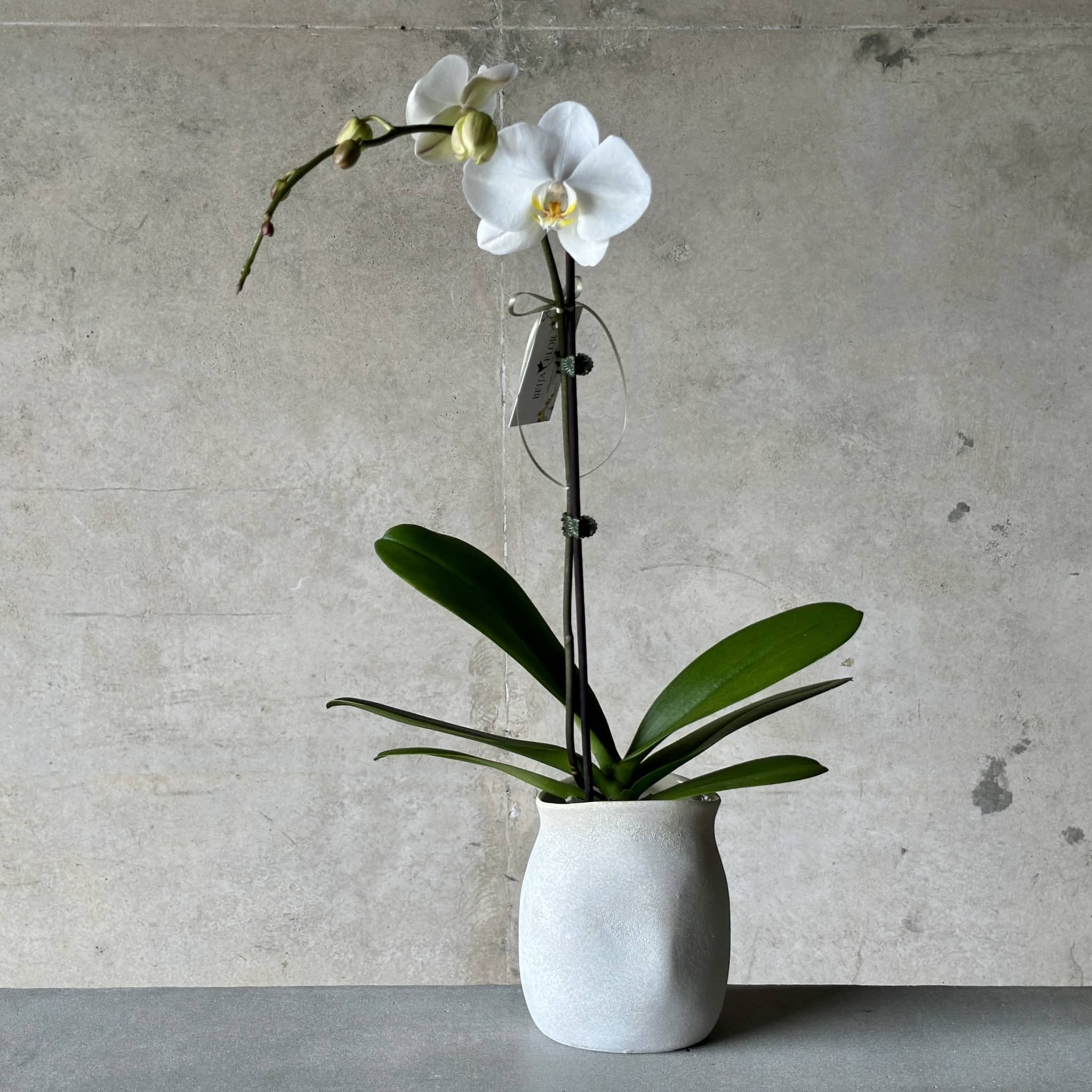 white orchid plant in ceramic pot