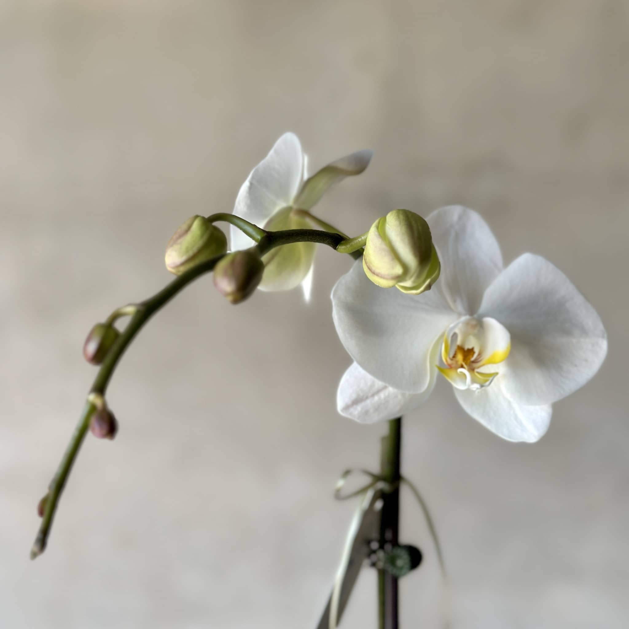 white orchid plant - beija flor