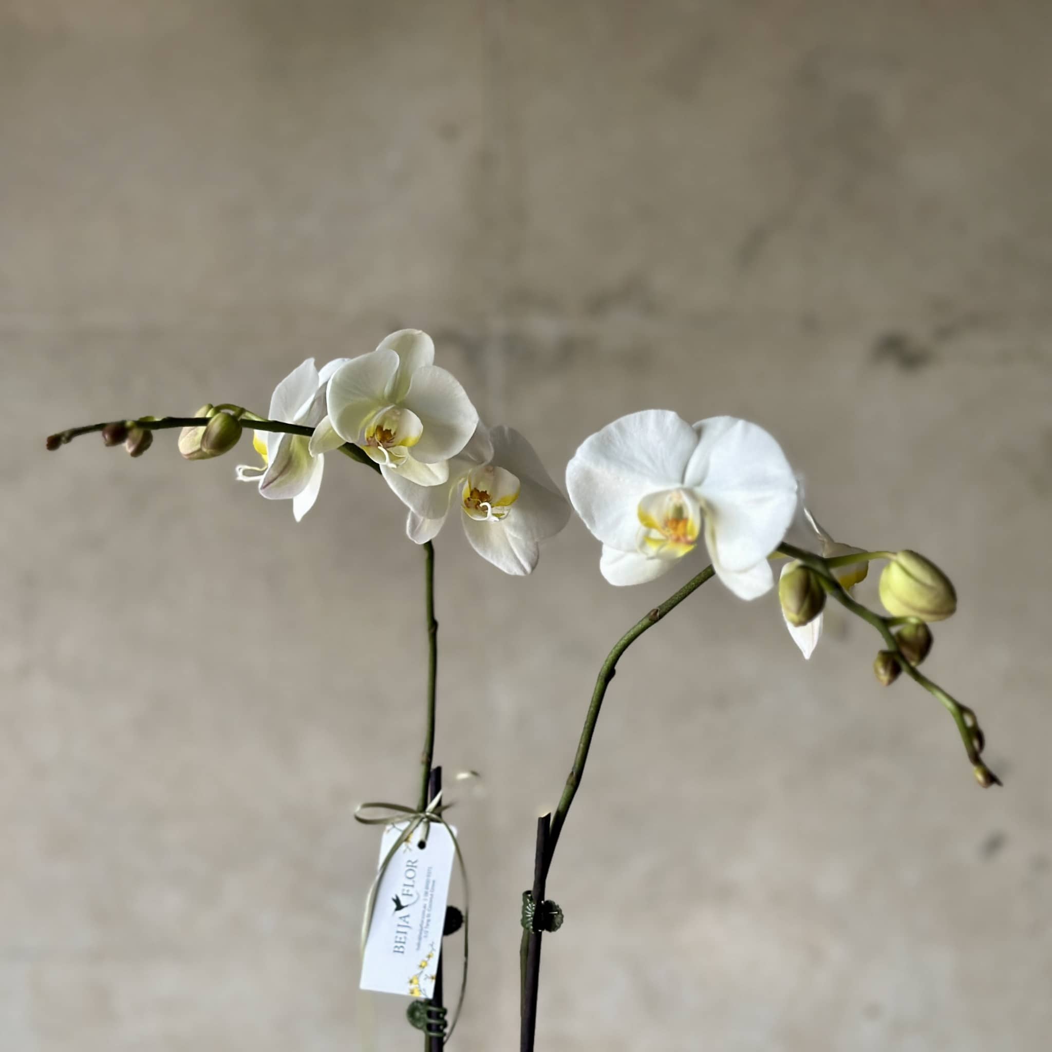 white orchid plants - beija flor