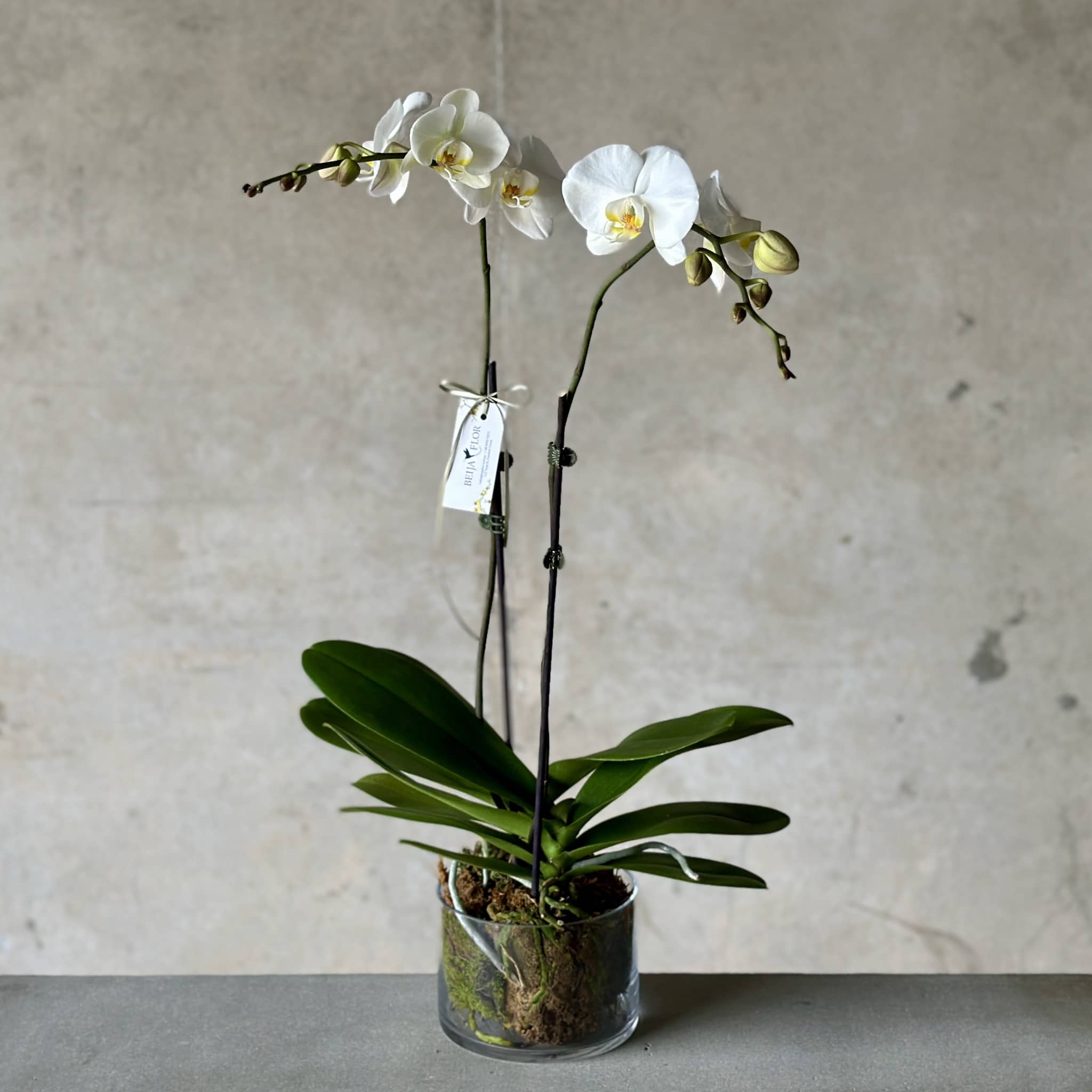 white orchid plants in vase