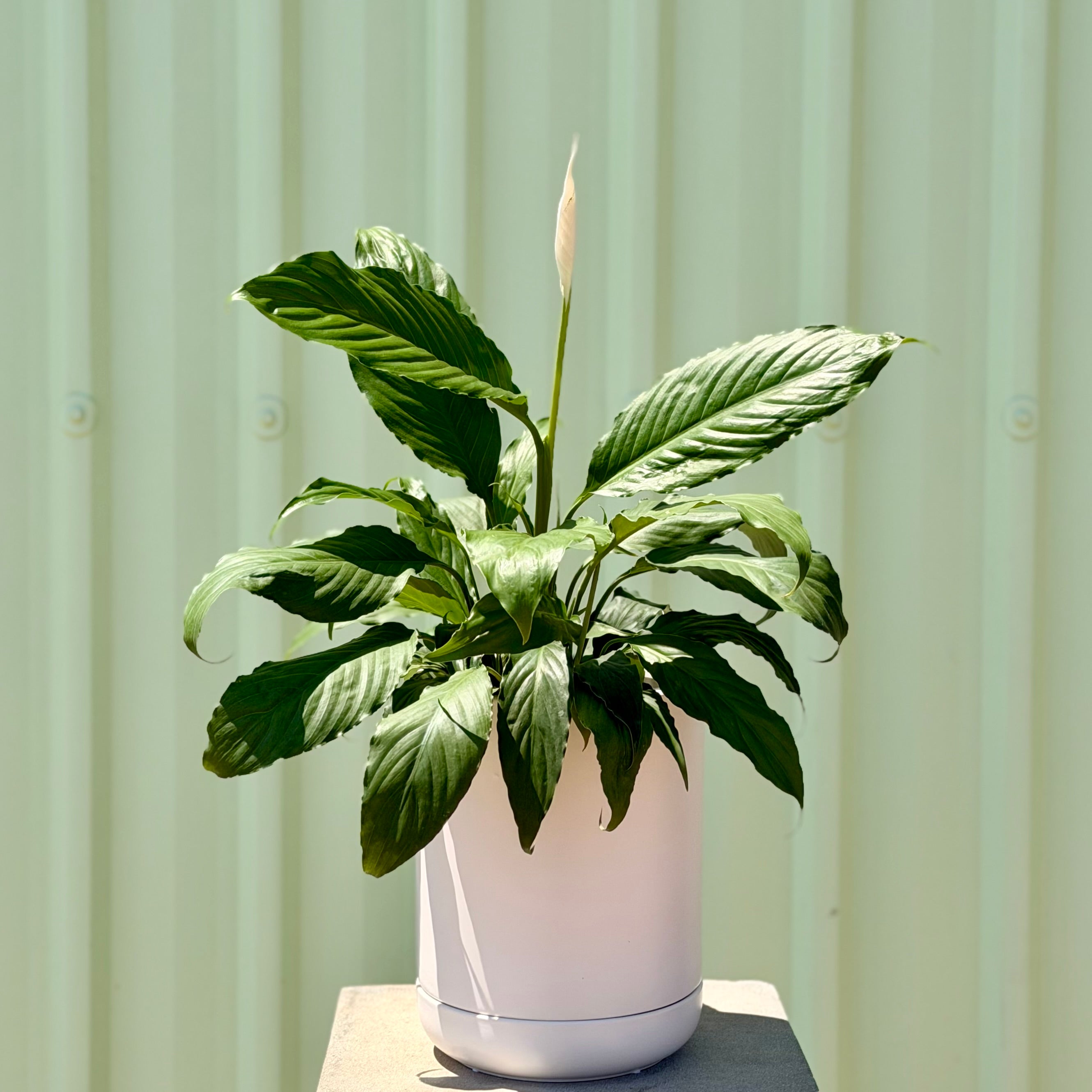 Peace Lily Petite