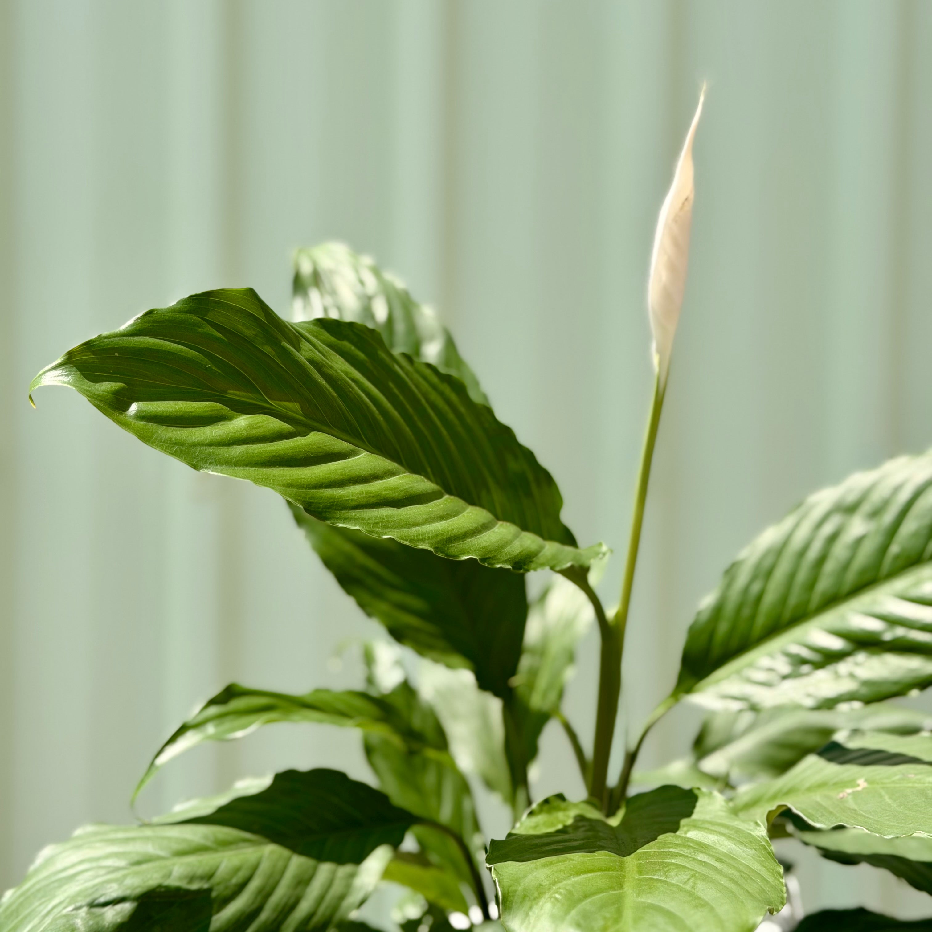 Peace Lily Petite
