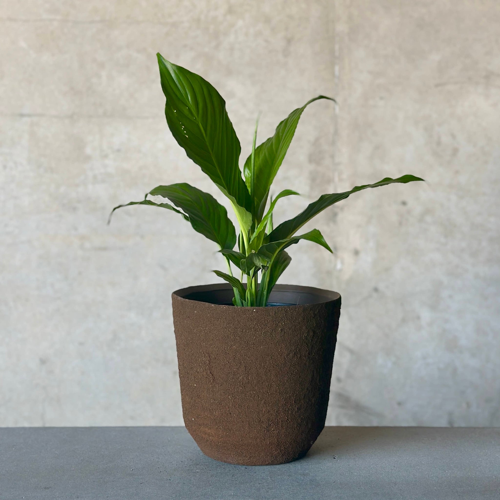 Peace Lily Palermo Pot Plant