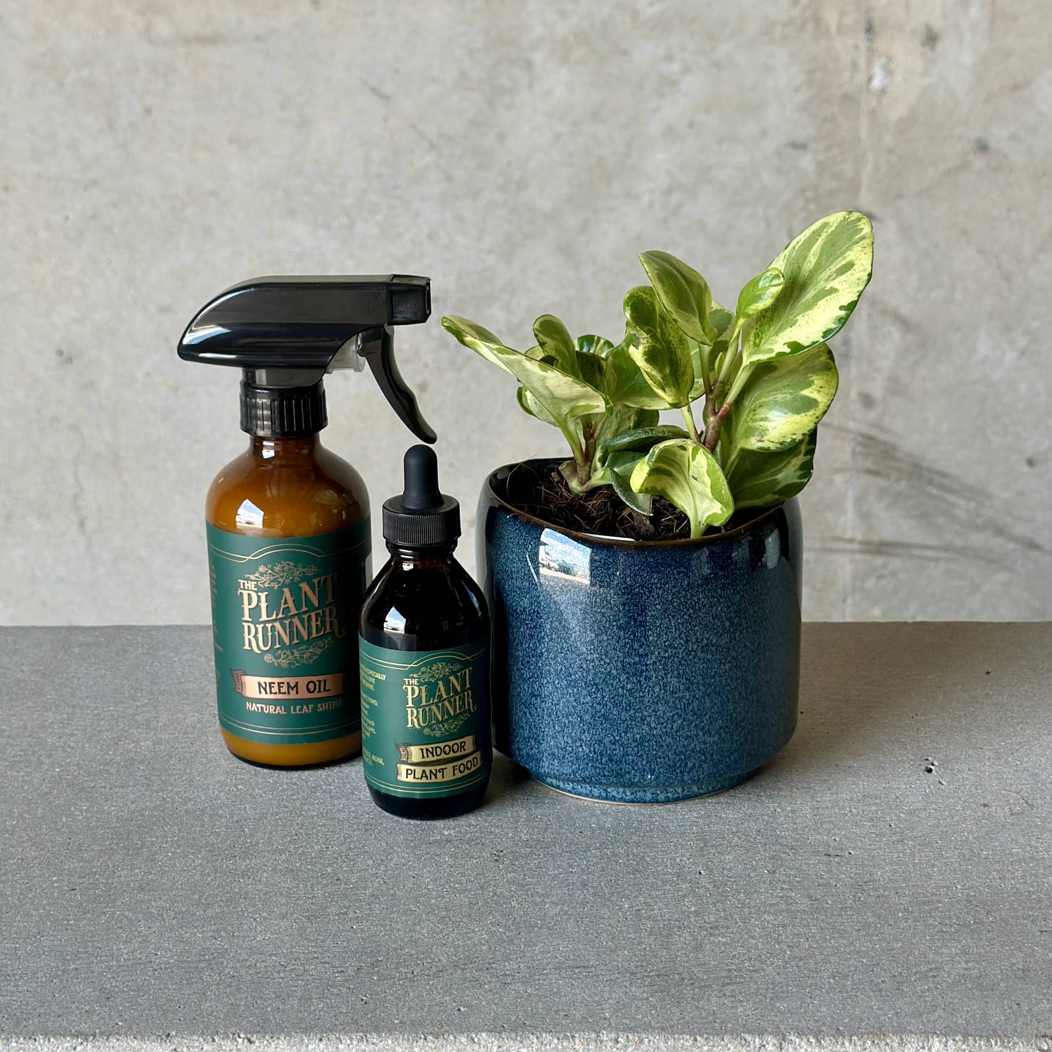 Navy Pot Plant + Care Duo