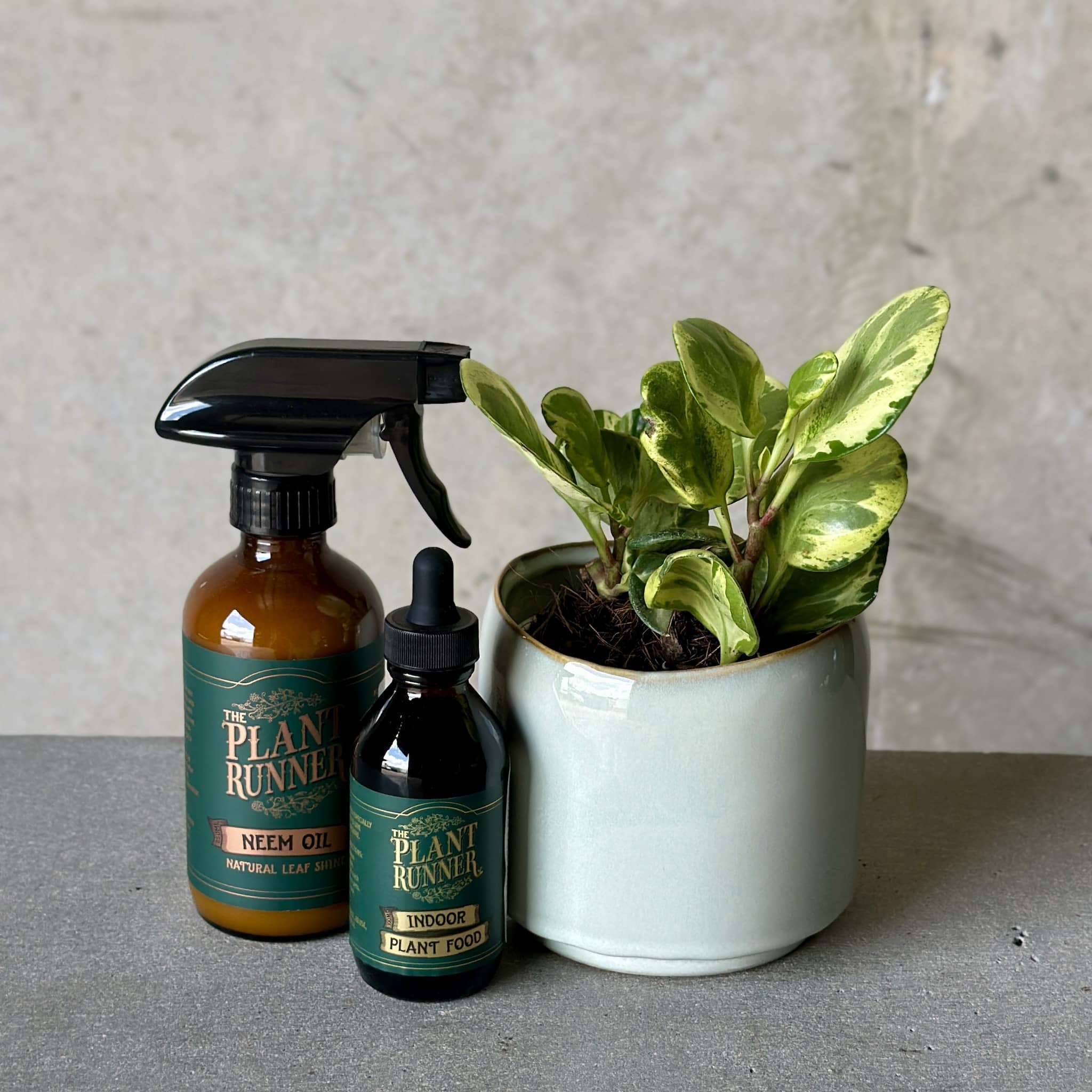 Sky Pot Plant + Care Duo