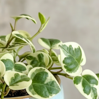 Pot Plant + Candle & Linen Spray
