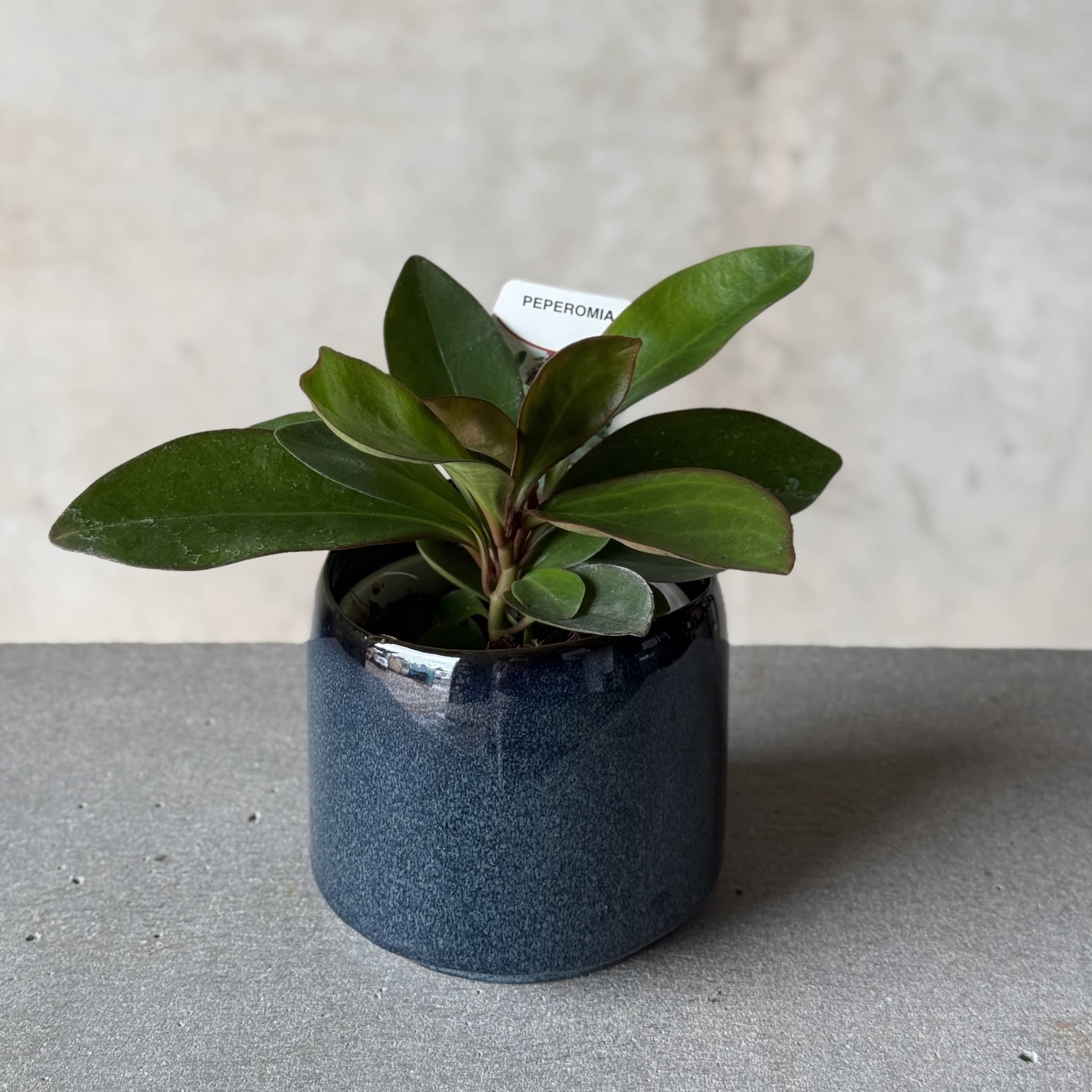 Navy Pot Plant + Candle