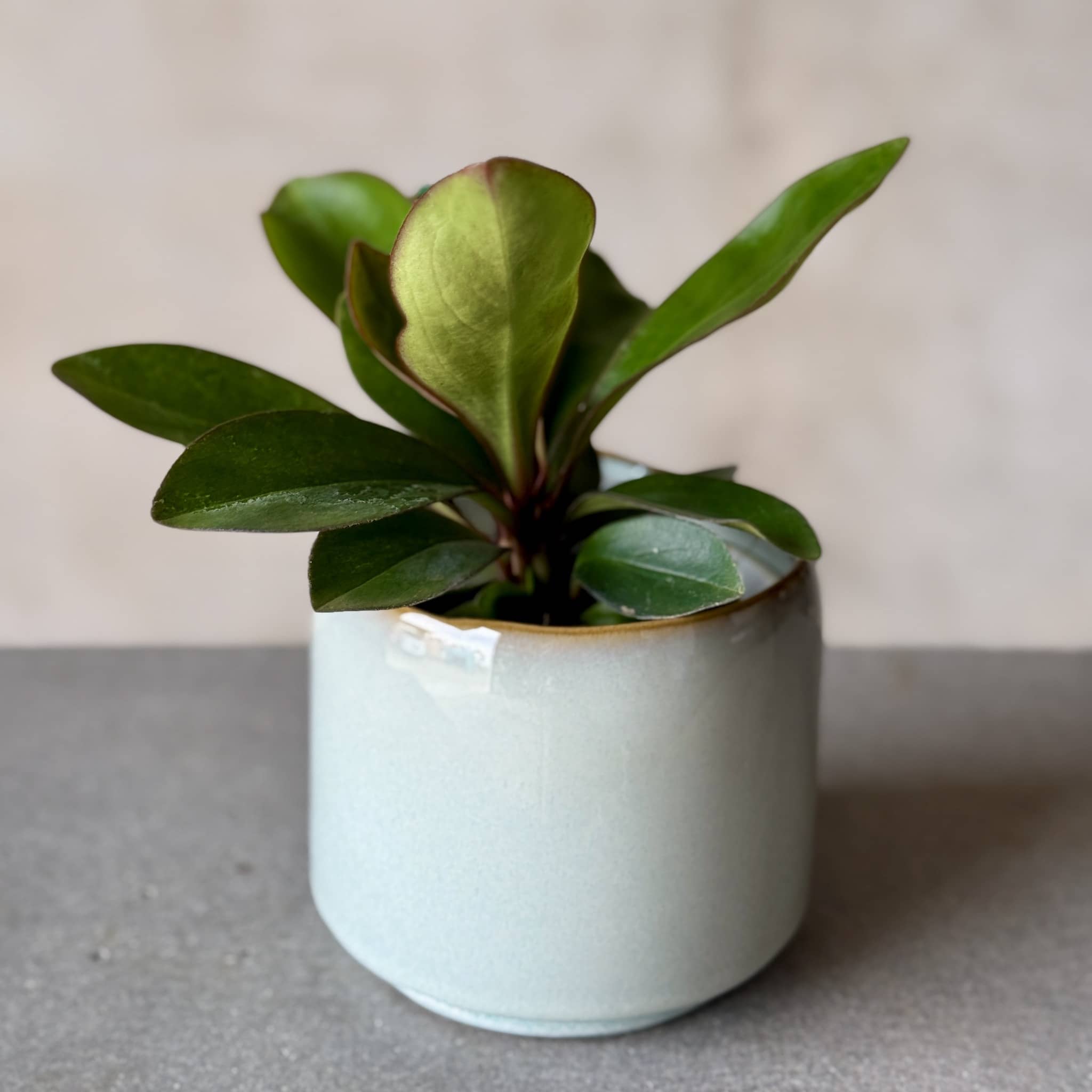 Sky Pot Plant + Chocs