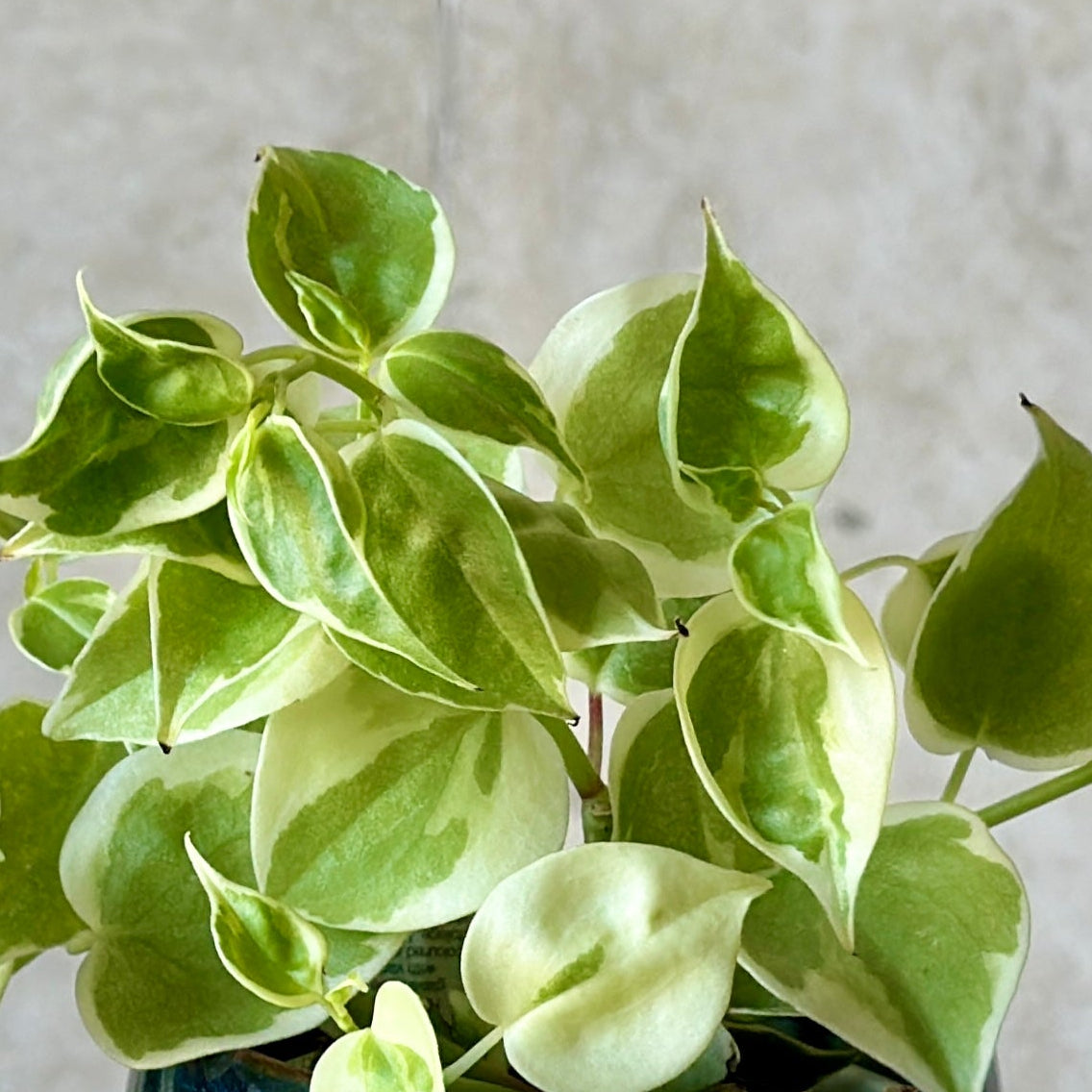 Pot Plant + Candle & Linen Spray