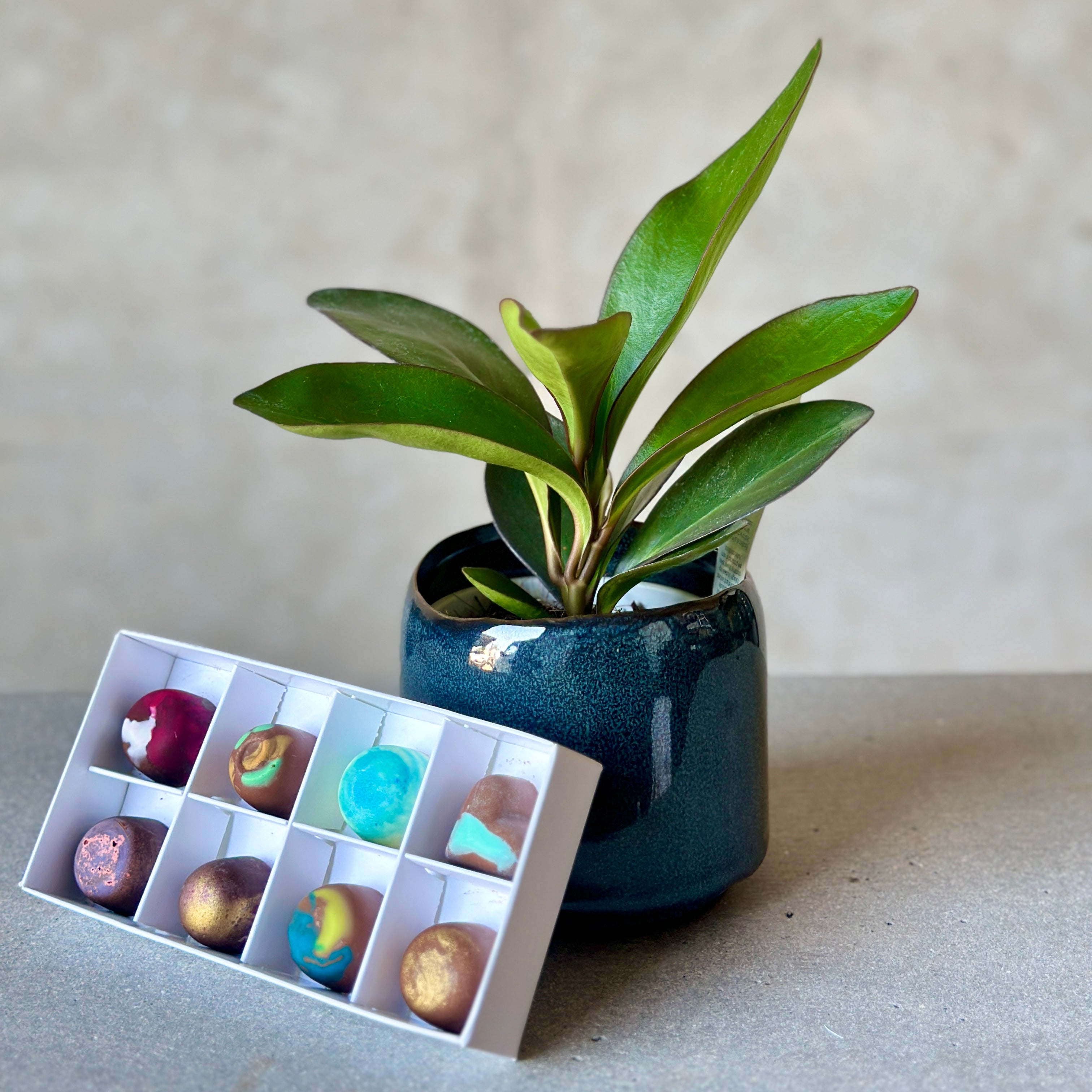 Navy Pot Plant + Chocs