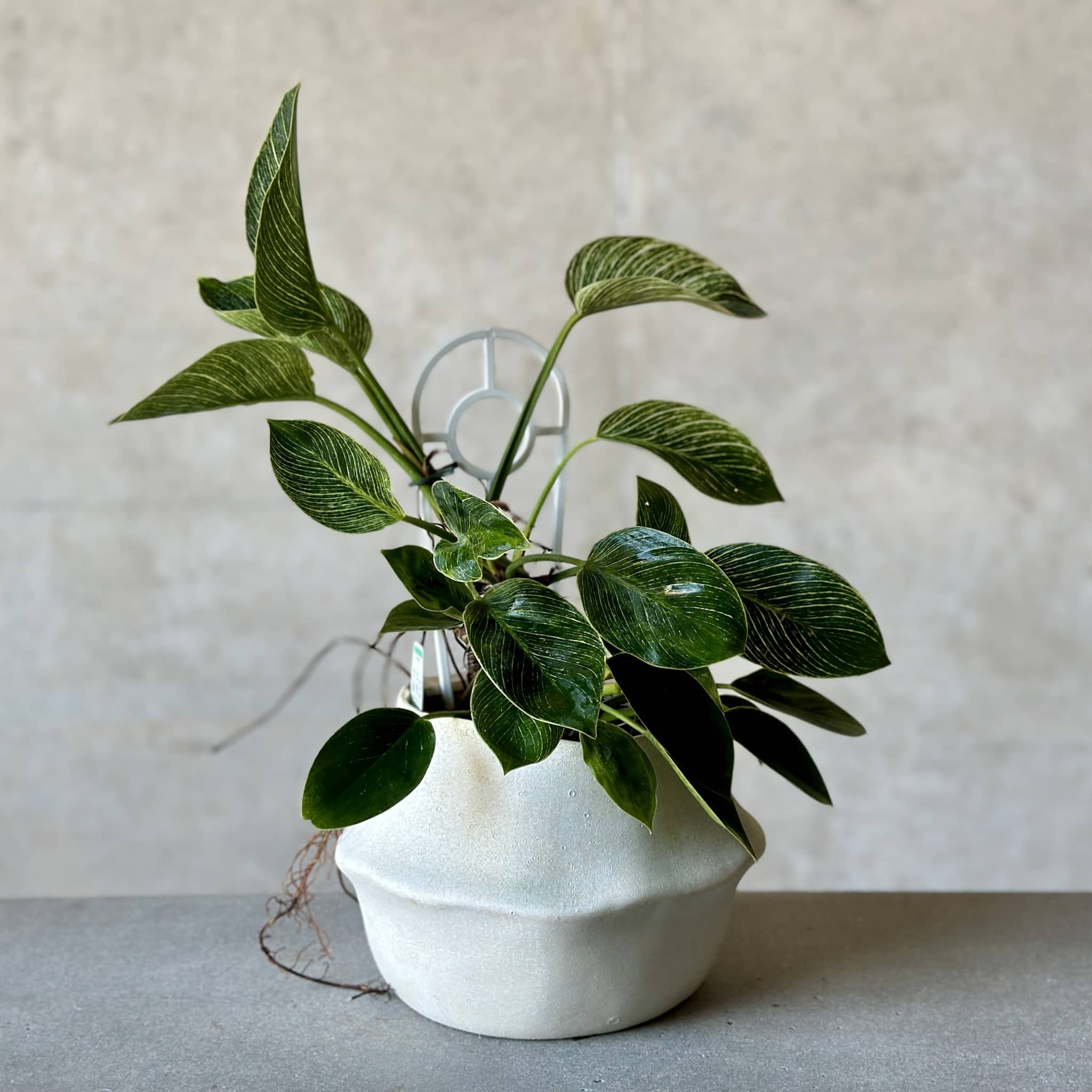 Green potted philodendron plant in a white pot on a neutral background