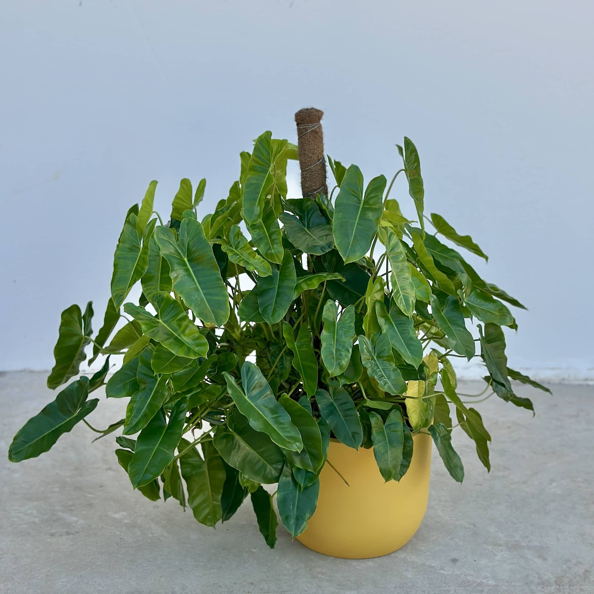 Potted philodendron plant with a yellow pot on a light gray surface against a white wall