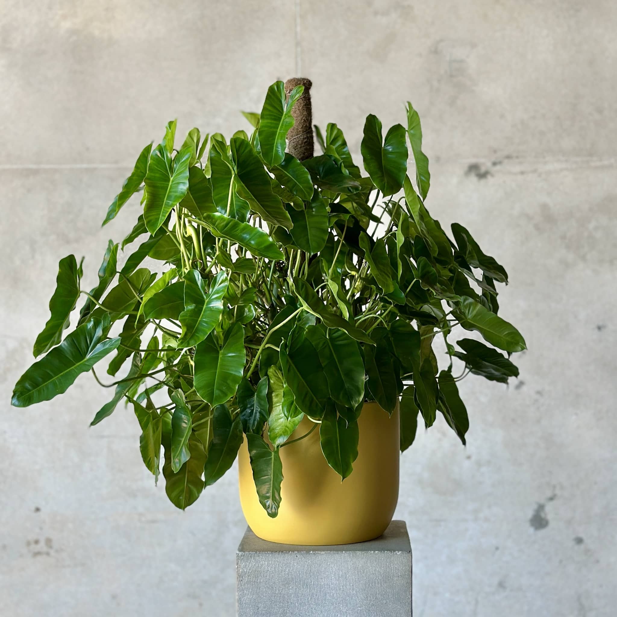 Potted climbing philodendron in a mustard fibreglass pot.