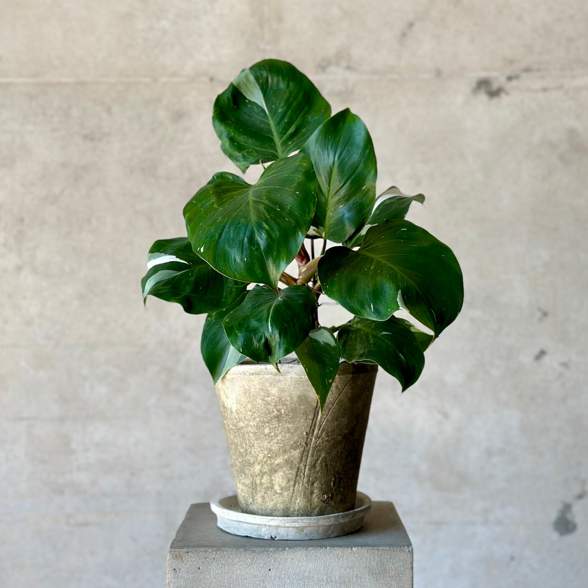 philodendron whit princess in white clay pot