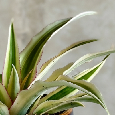 Pot Plant + Candle & Linen Spray