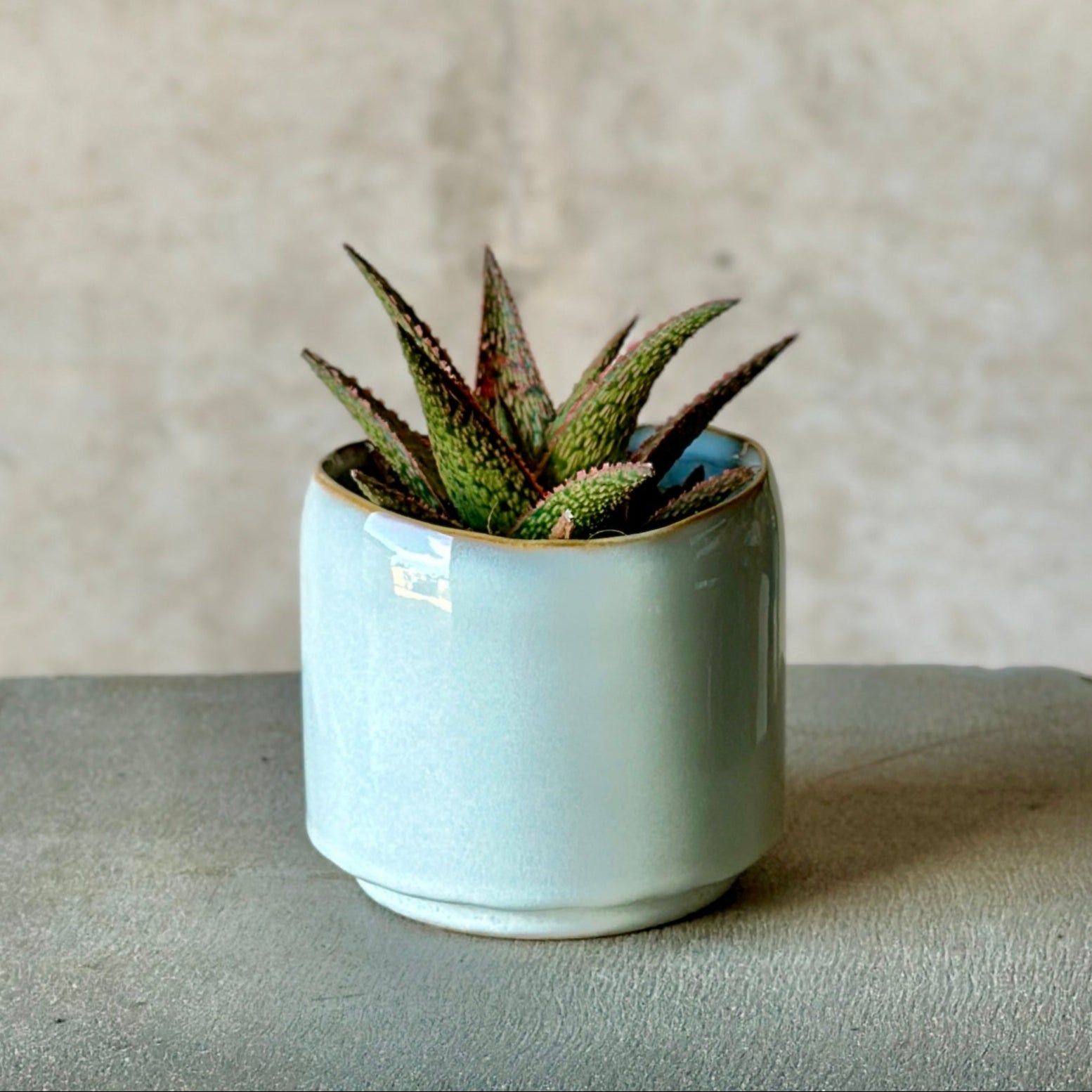 Sky Pot Plant + Chocs