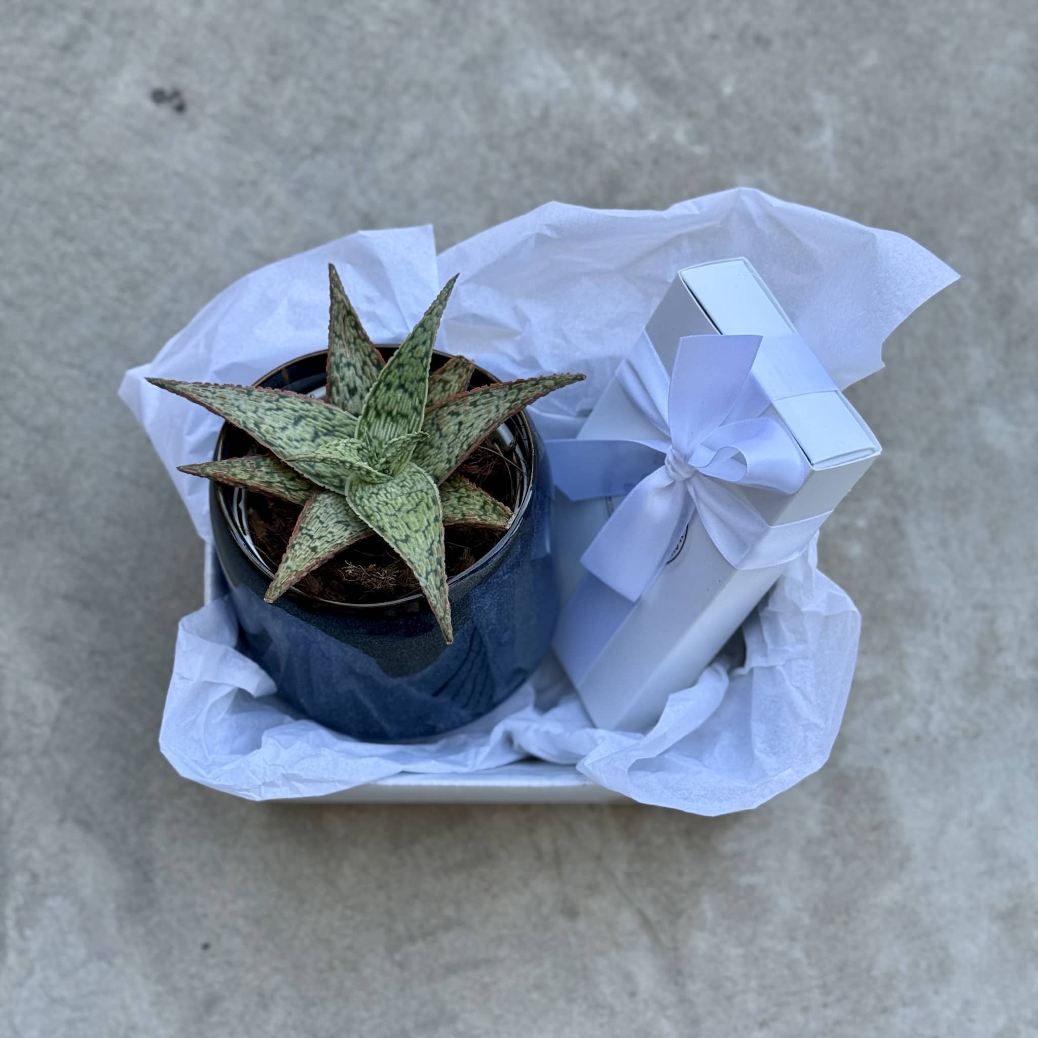 Sky Pot Plant + Chocs