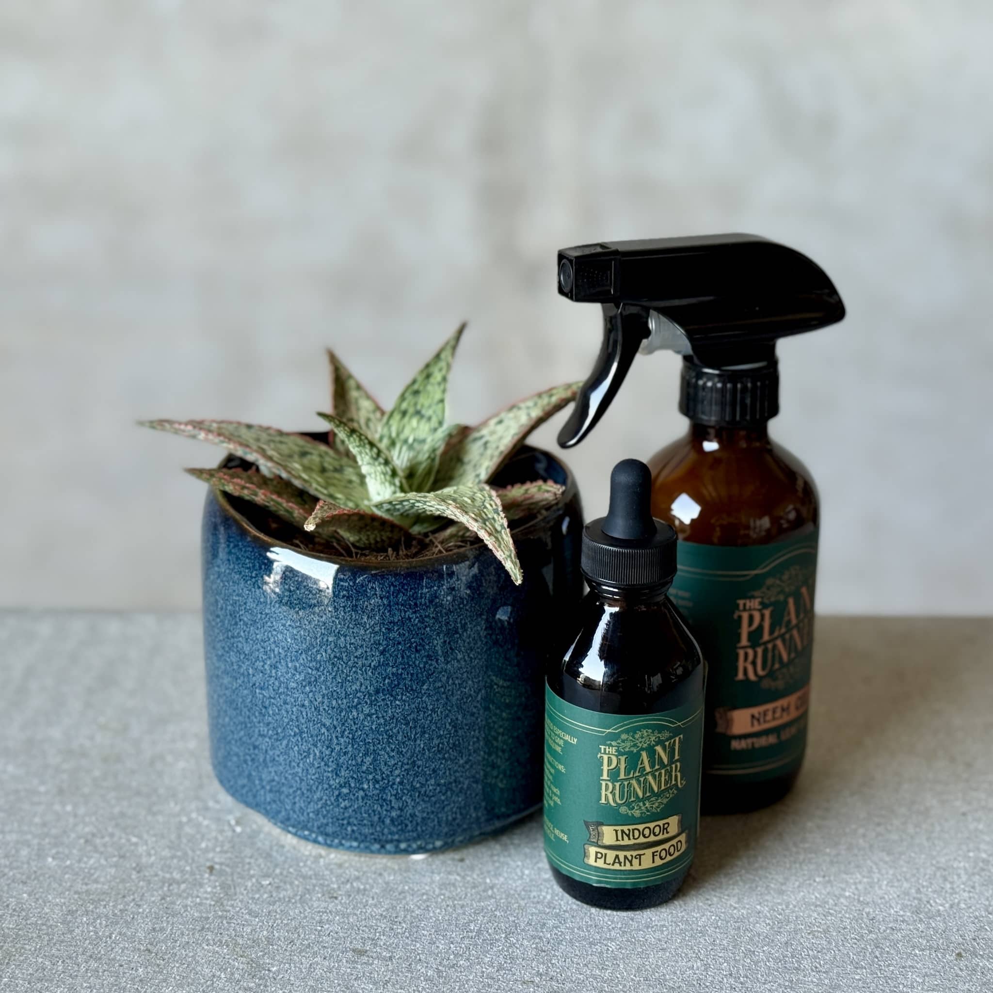 Navy Pot Plant + Care Duo