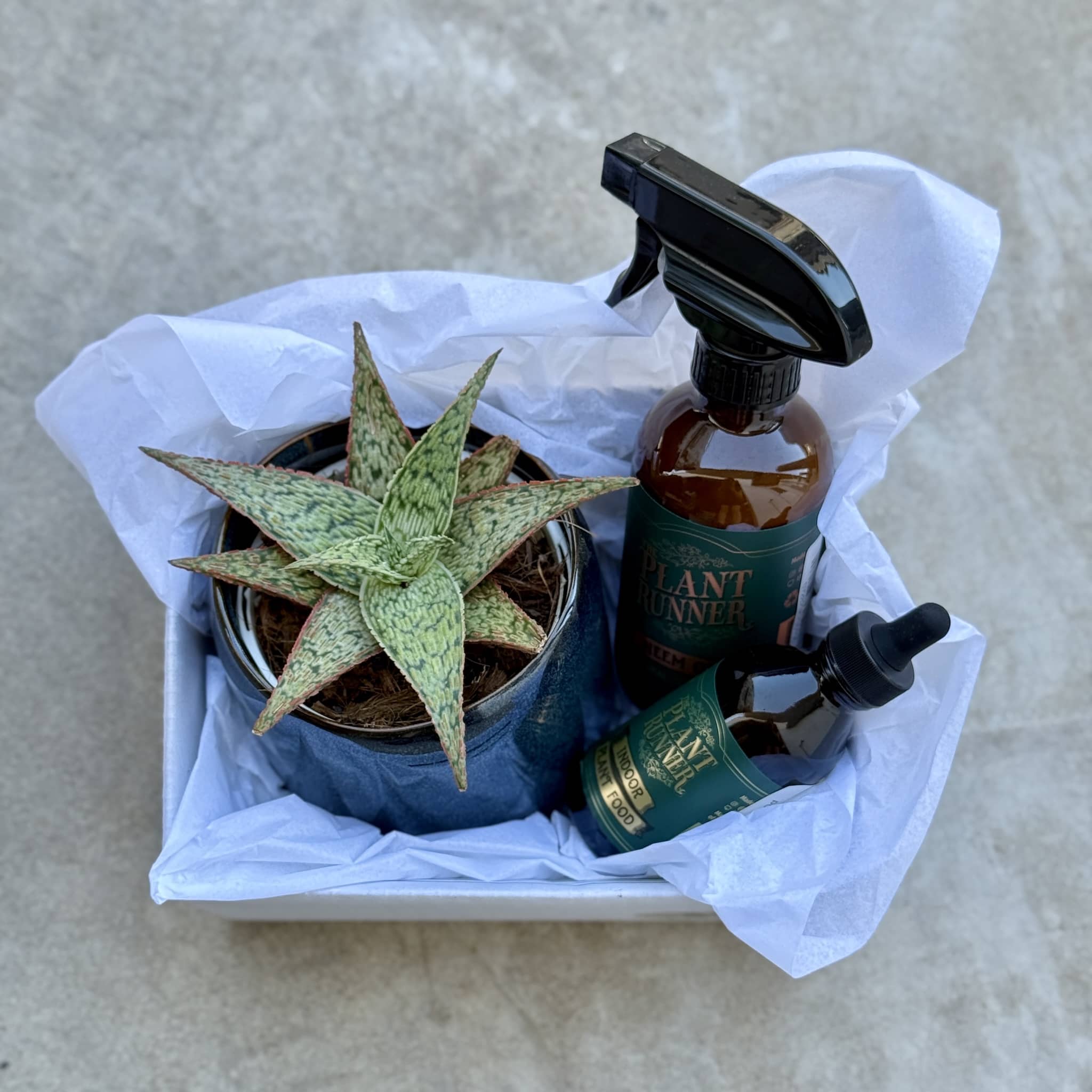 Navy Pot Plant + Care Duo