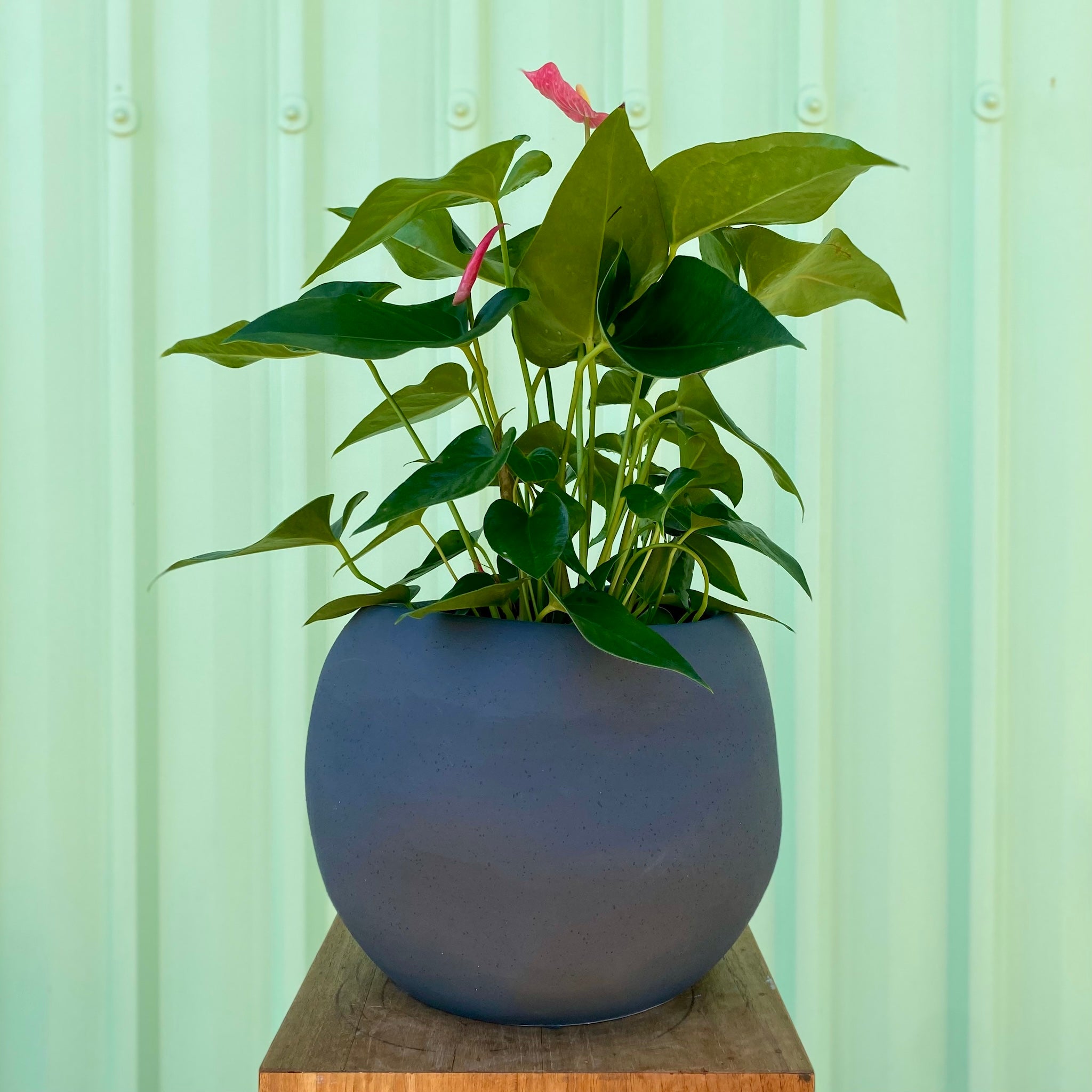 Anthurium in Lyon Planter