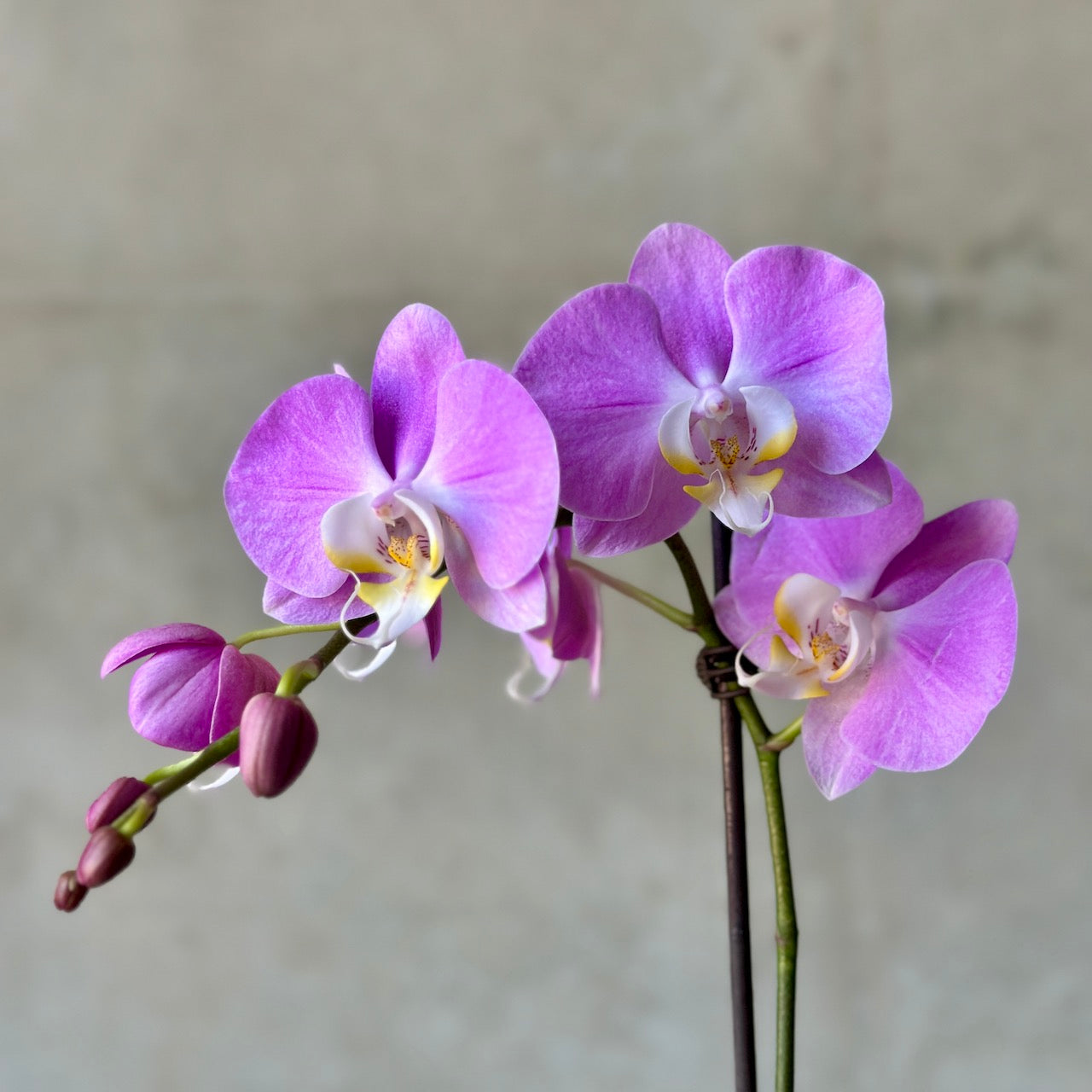 pink orchid plant - beija flor