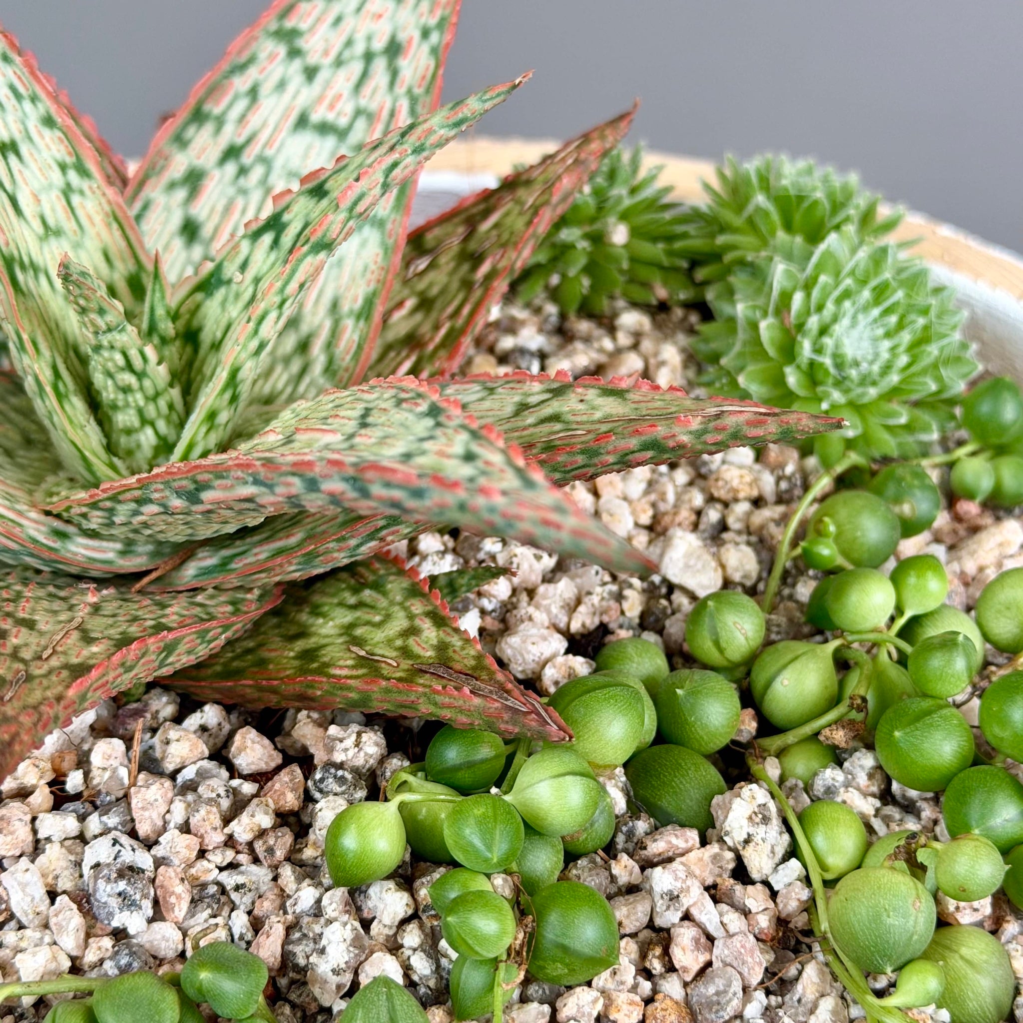 Succulent Garden