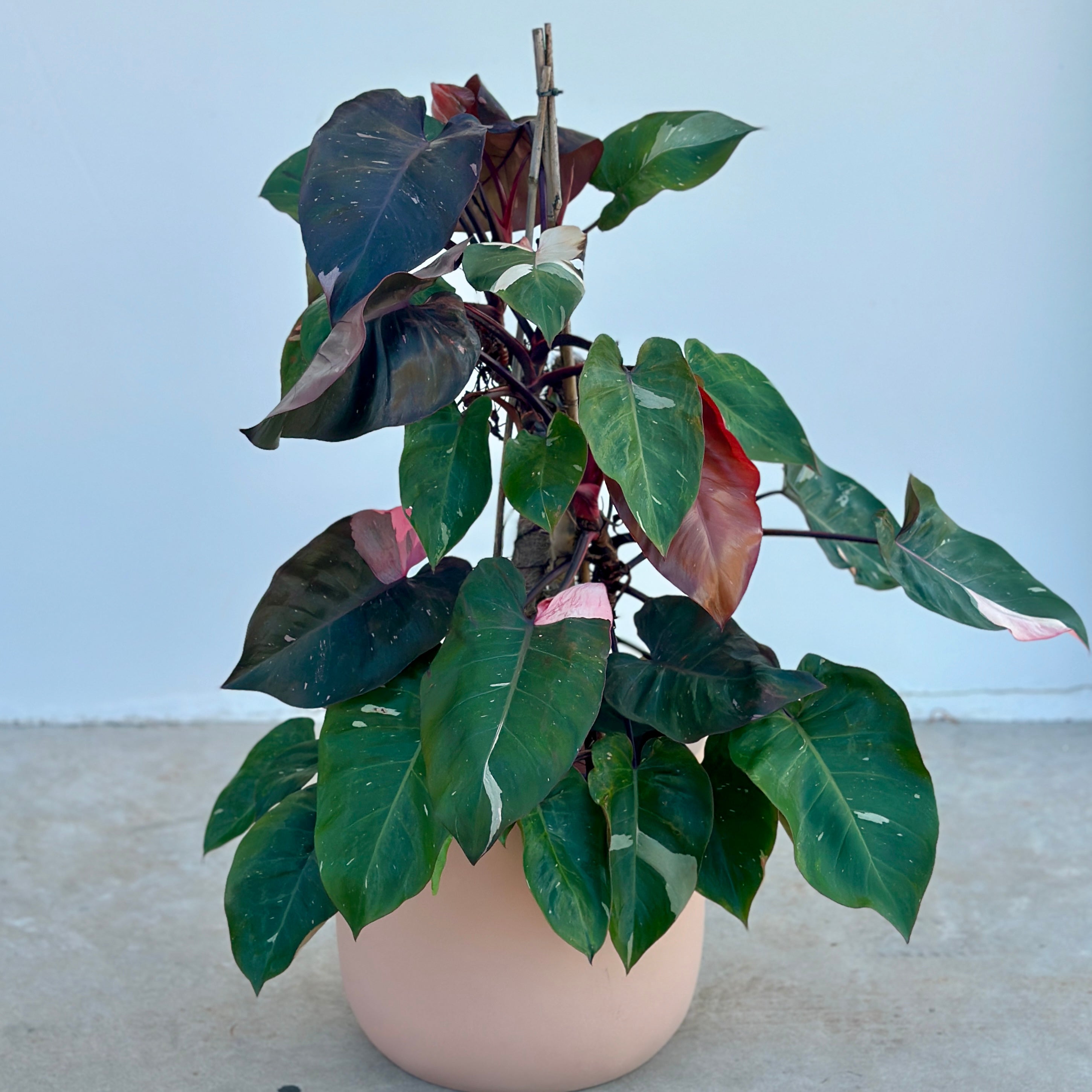 Philodendron Pink Princess Pot Plant