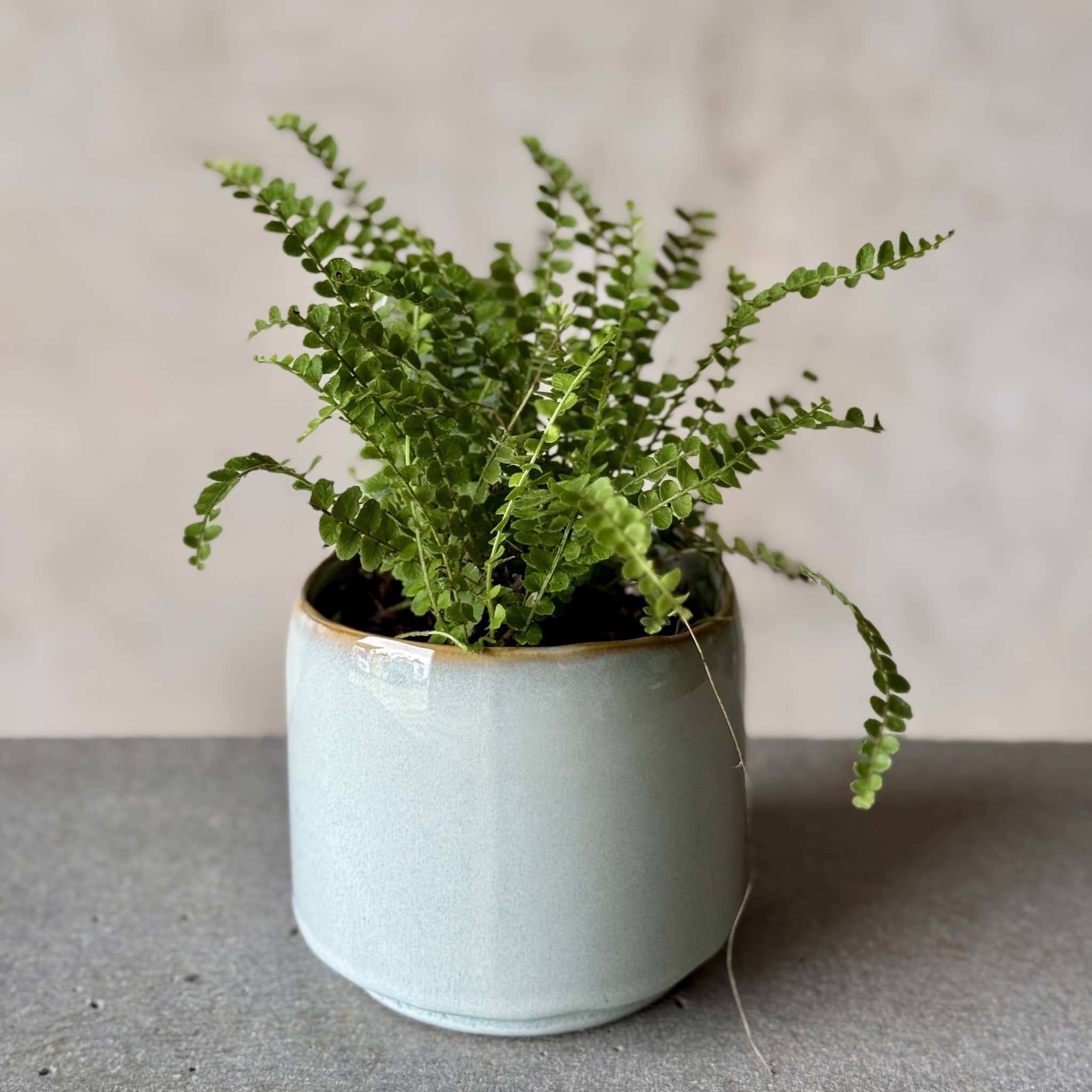 Sky Pot Plant + Chocs