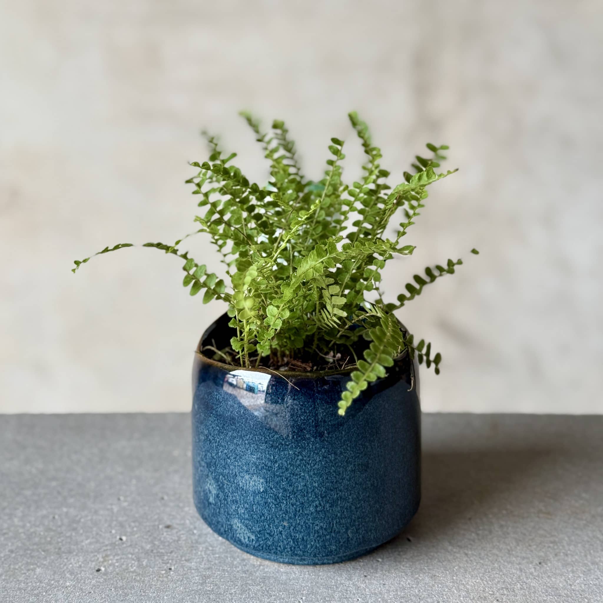 fern in dark blue glazed pot