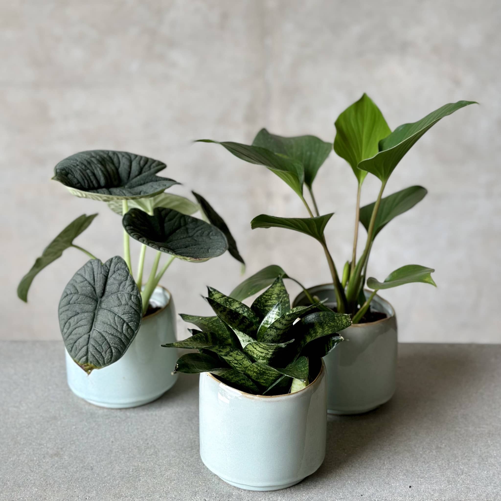 Pot Plant + Chocs