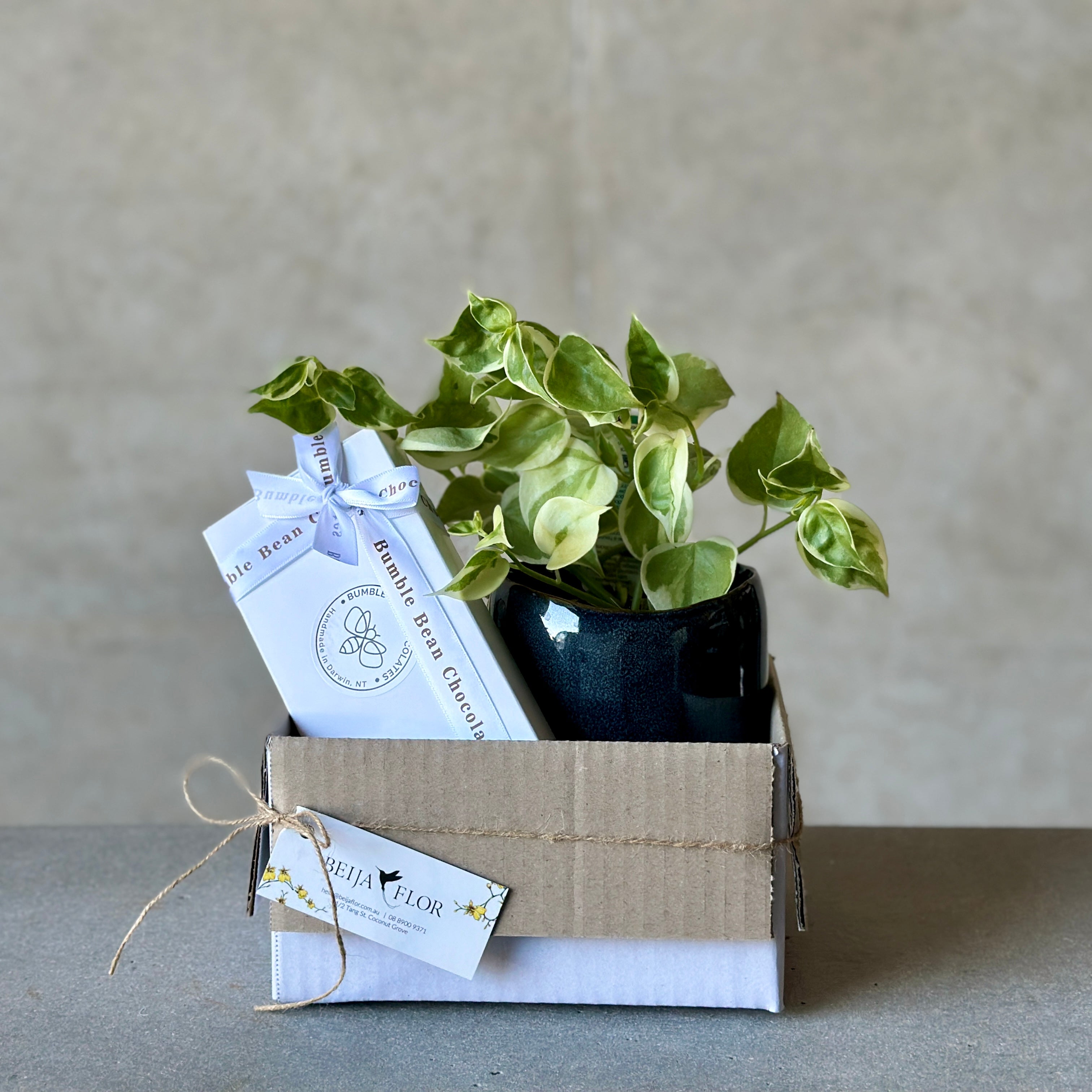 Navy Pot Plant + Chocs