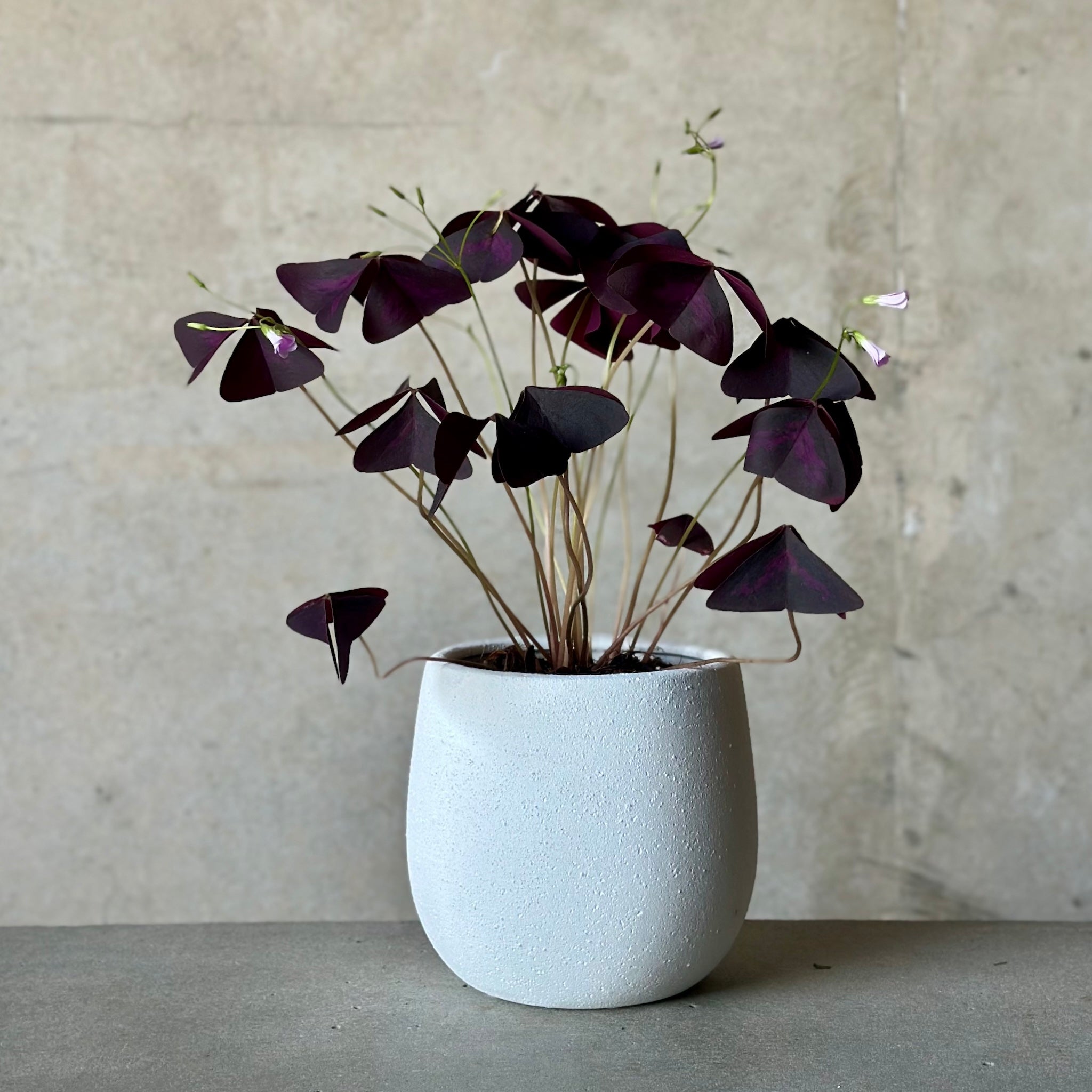 Purple Shamrock in White Rogue Pot