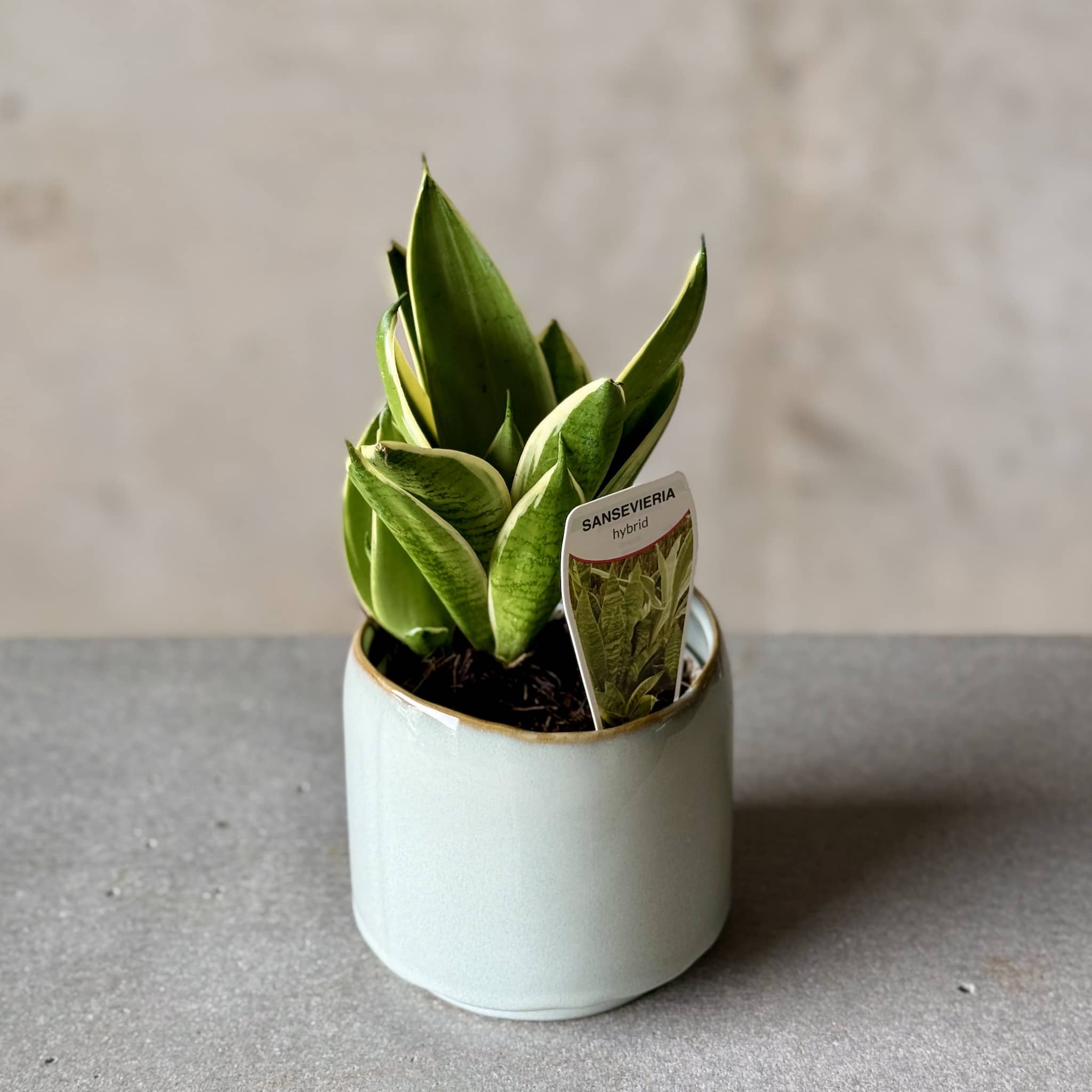 Sky Pot Plant + Care Duo