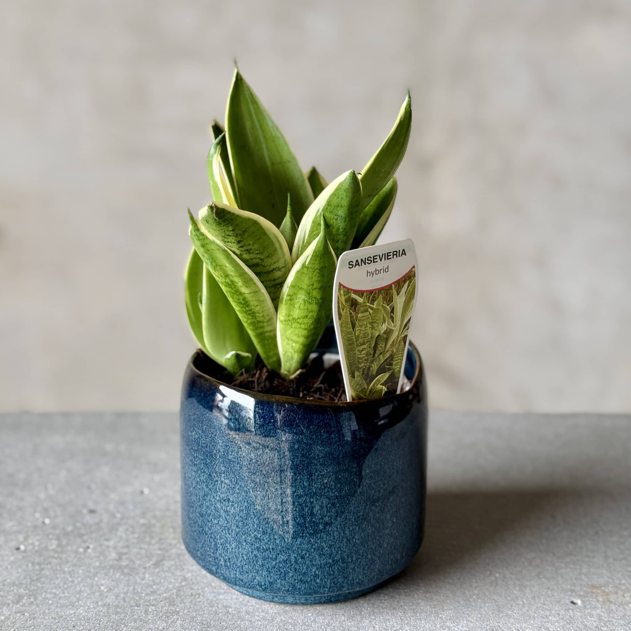 Navy Pot Plant + Care Duo