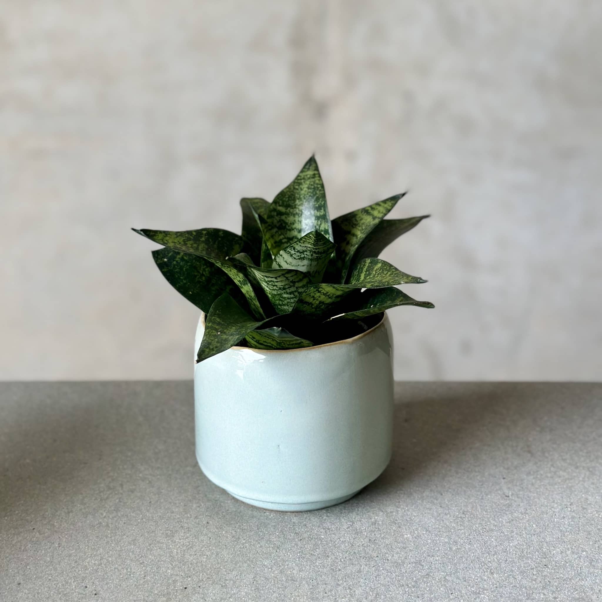 Sky Pot Plant + Chocs