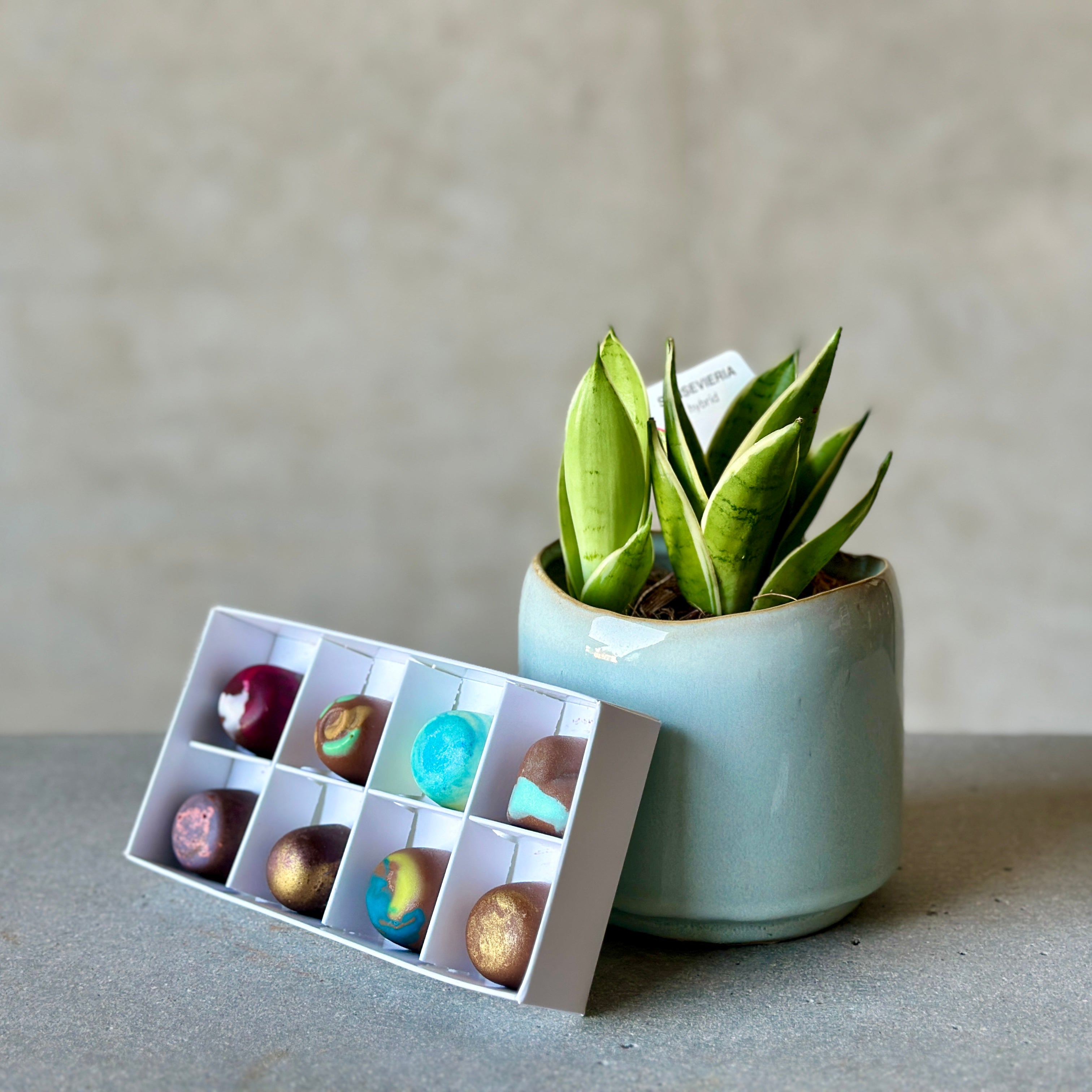 Sky Pot Plant + Chocs