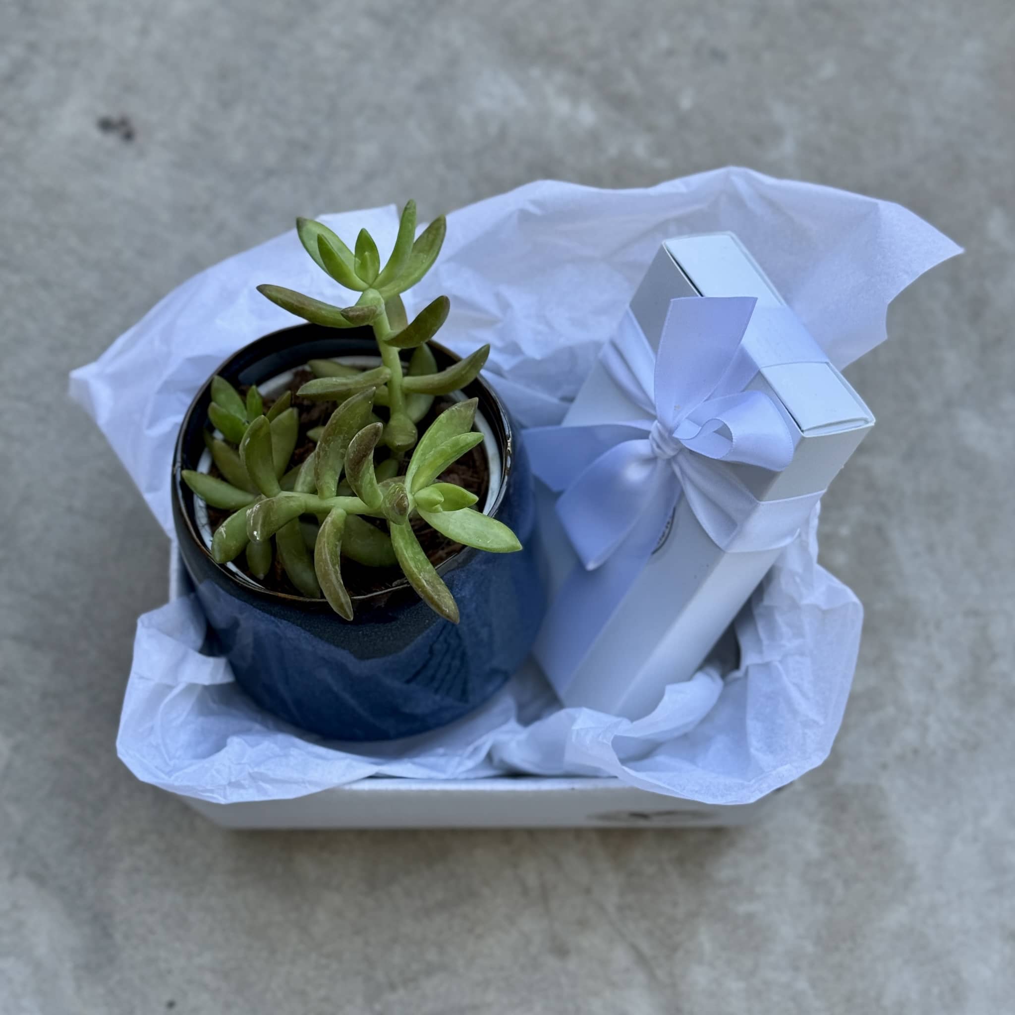 Sky Pot Plant + Chocs