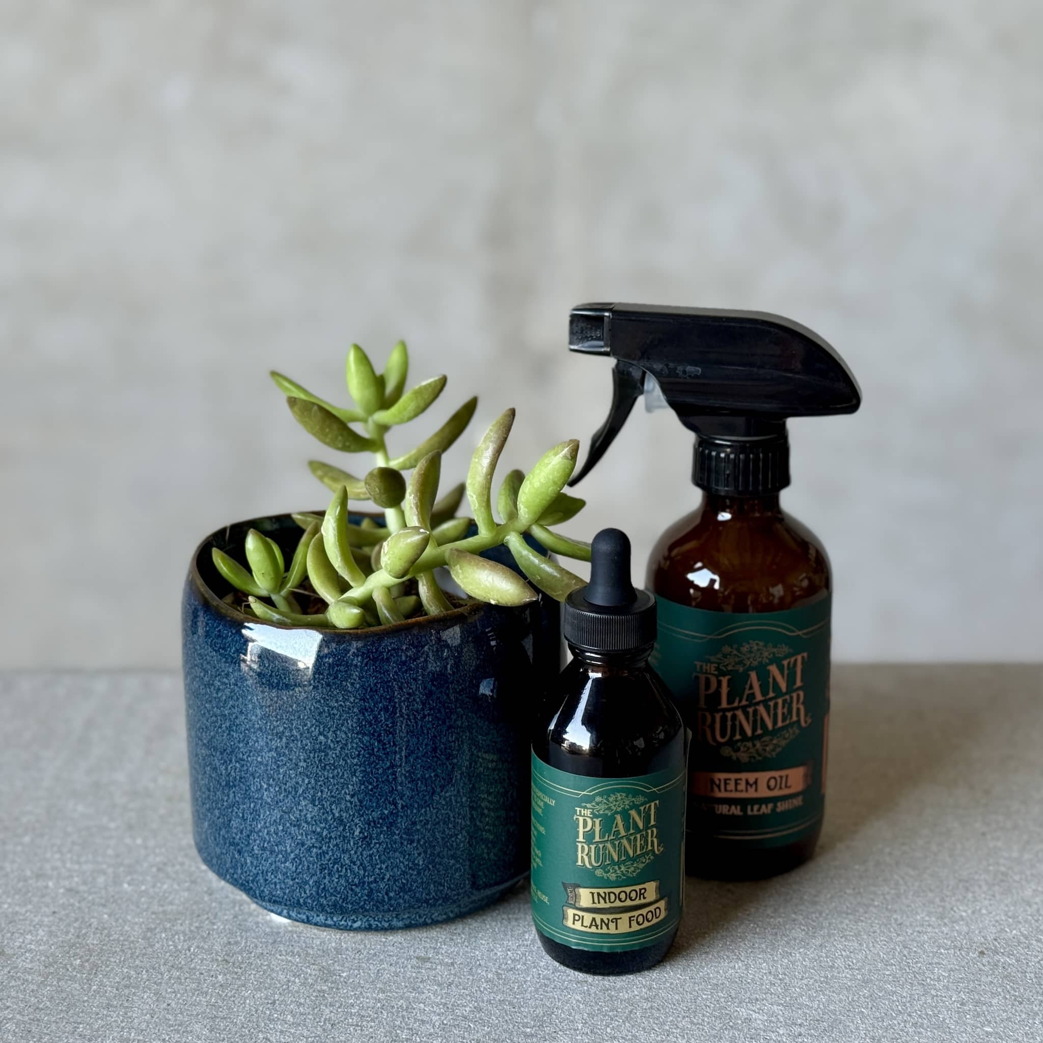 Navy Pot Plant + Care Duo