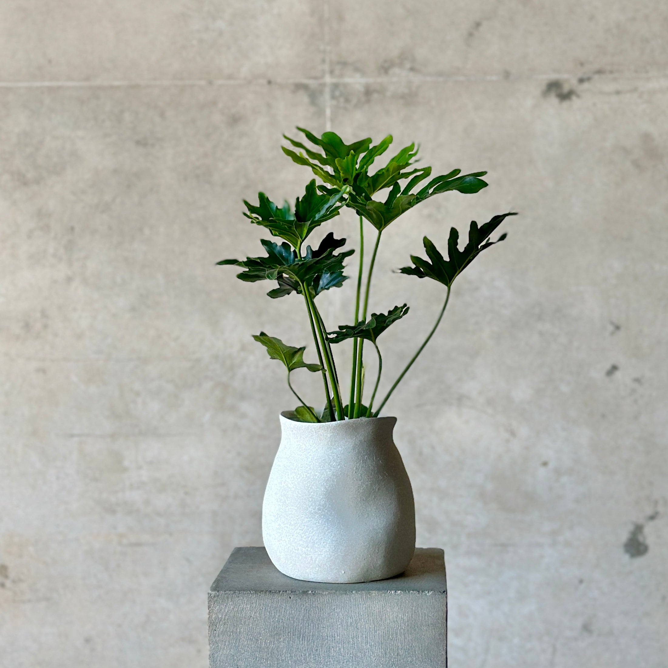 A Philodendron Shangri La plant with glossy leaves in a cream ceramic pot, placed on a concrete plinth against a concrete background.