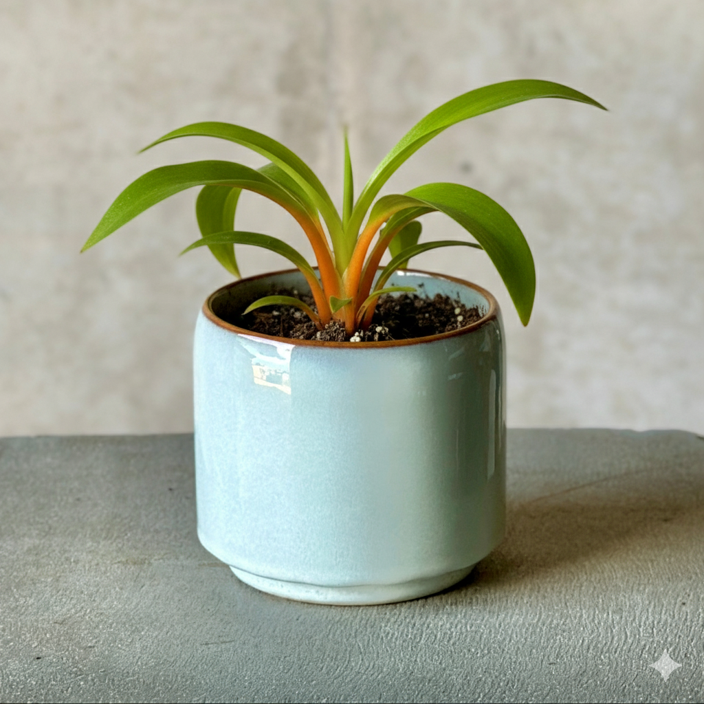 Sky Pot Plant + Chocs