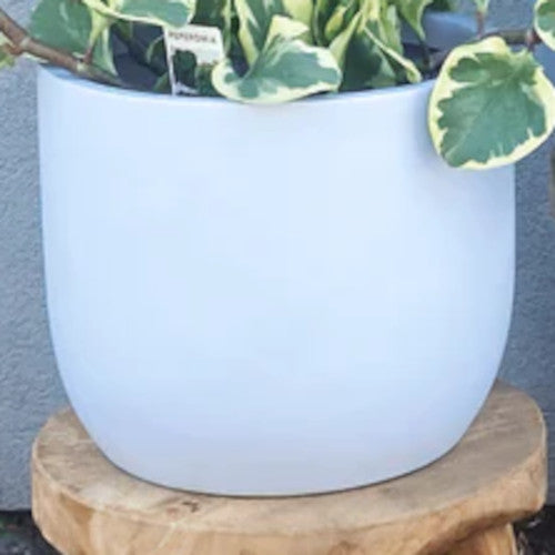 Philodendron Hope Mix n Match Planter (Medium)