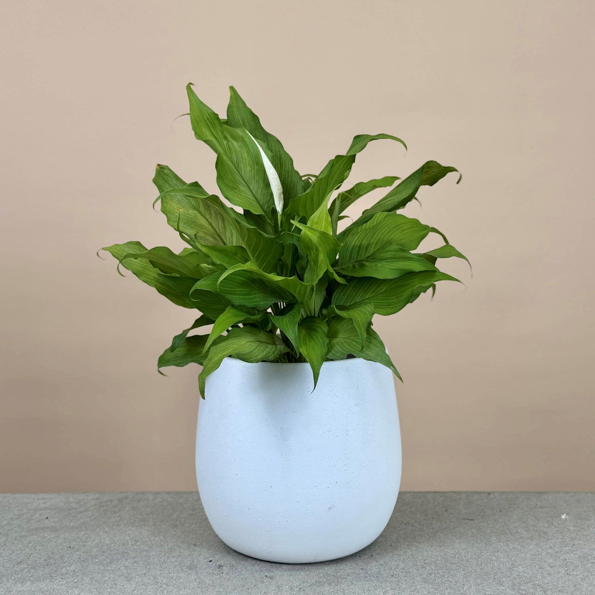 Peace Lily Mix & Match