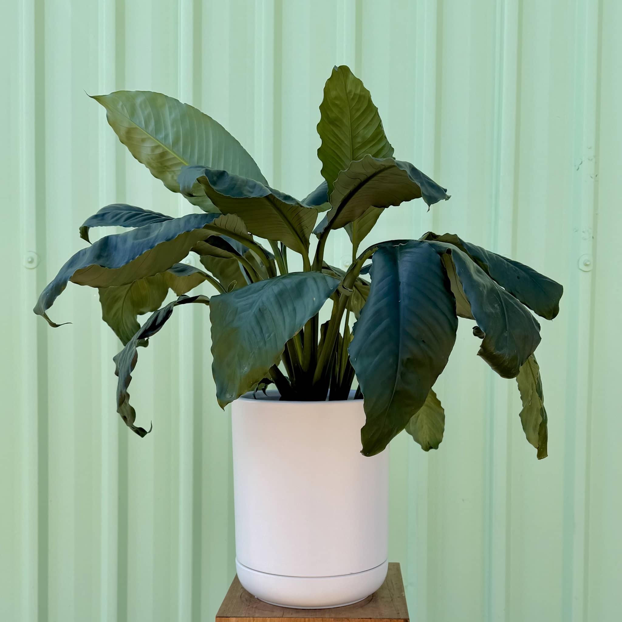 Spathiphyllum Blue Moon in white planter