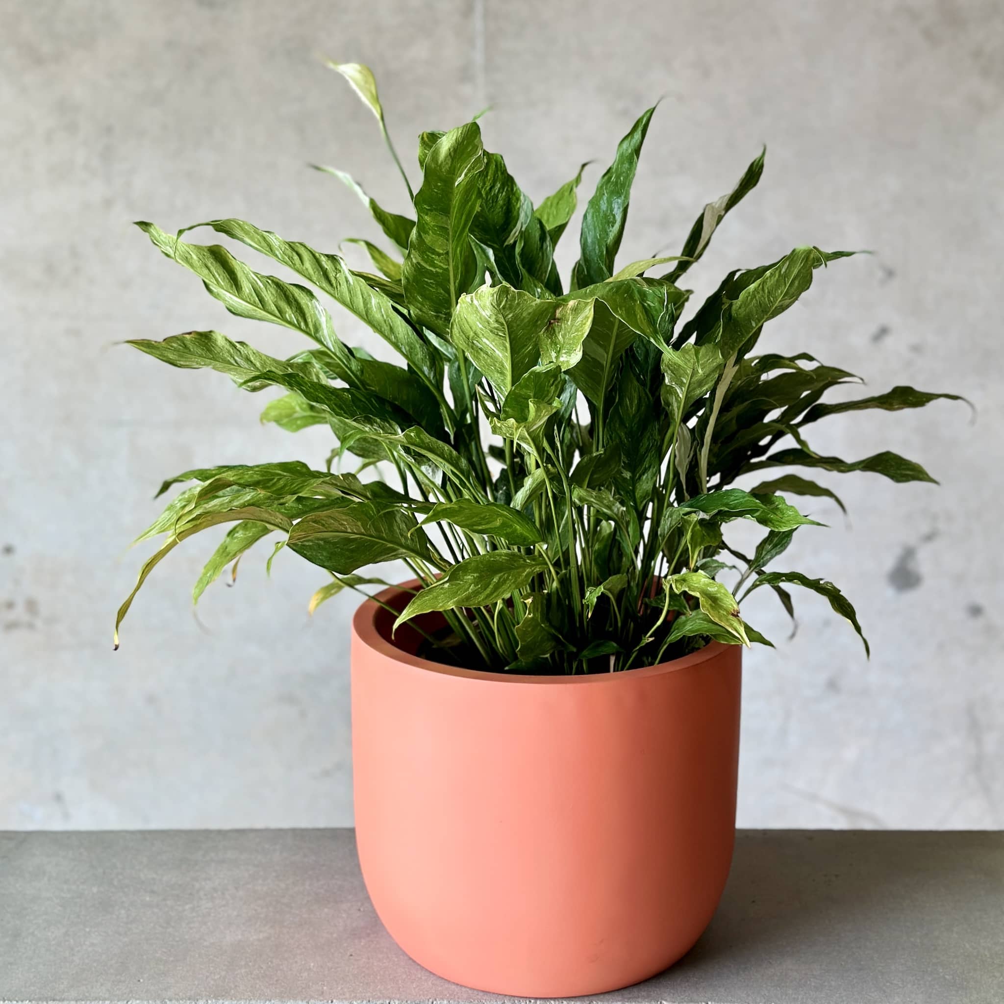 spathiphyllum peace lily plant in coral fibreglass planter