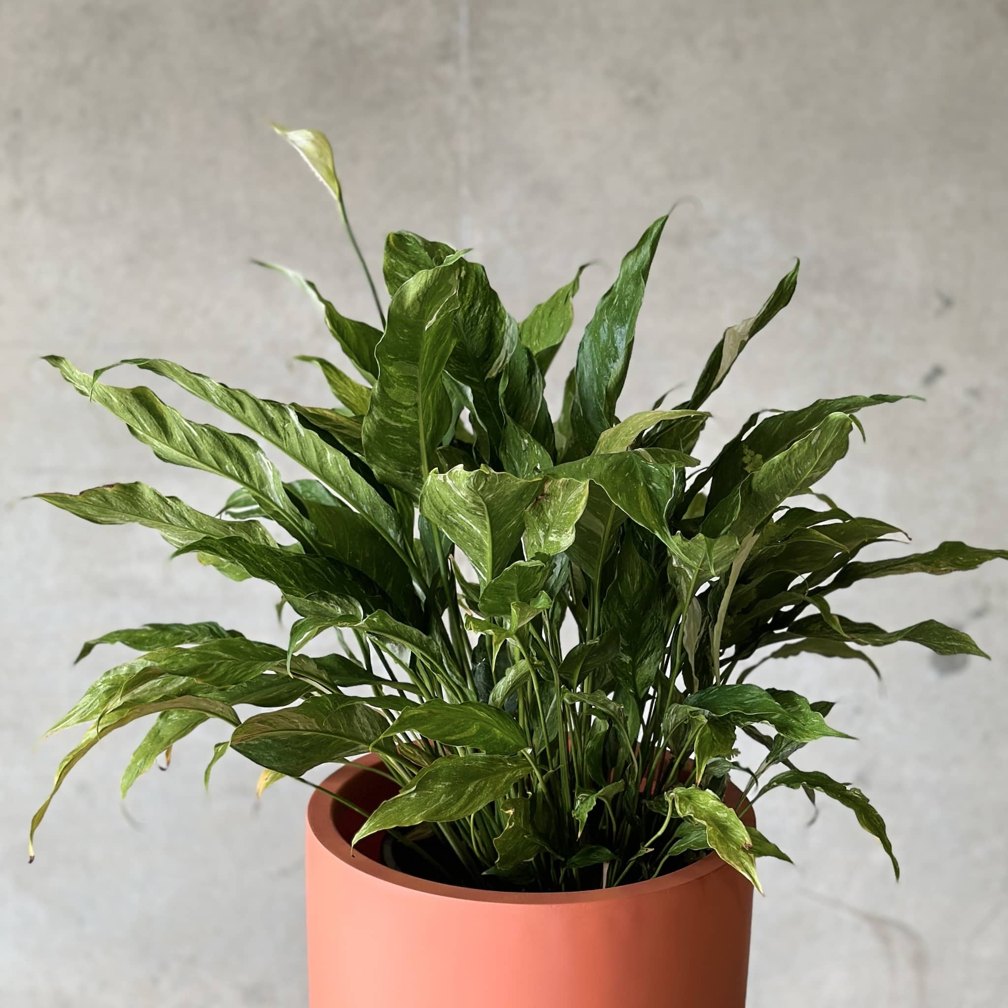 spathiphyllum peace lily plant in coral fibreglass planter